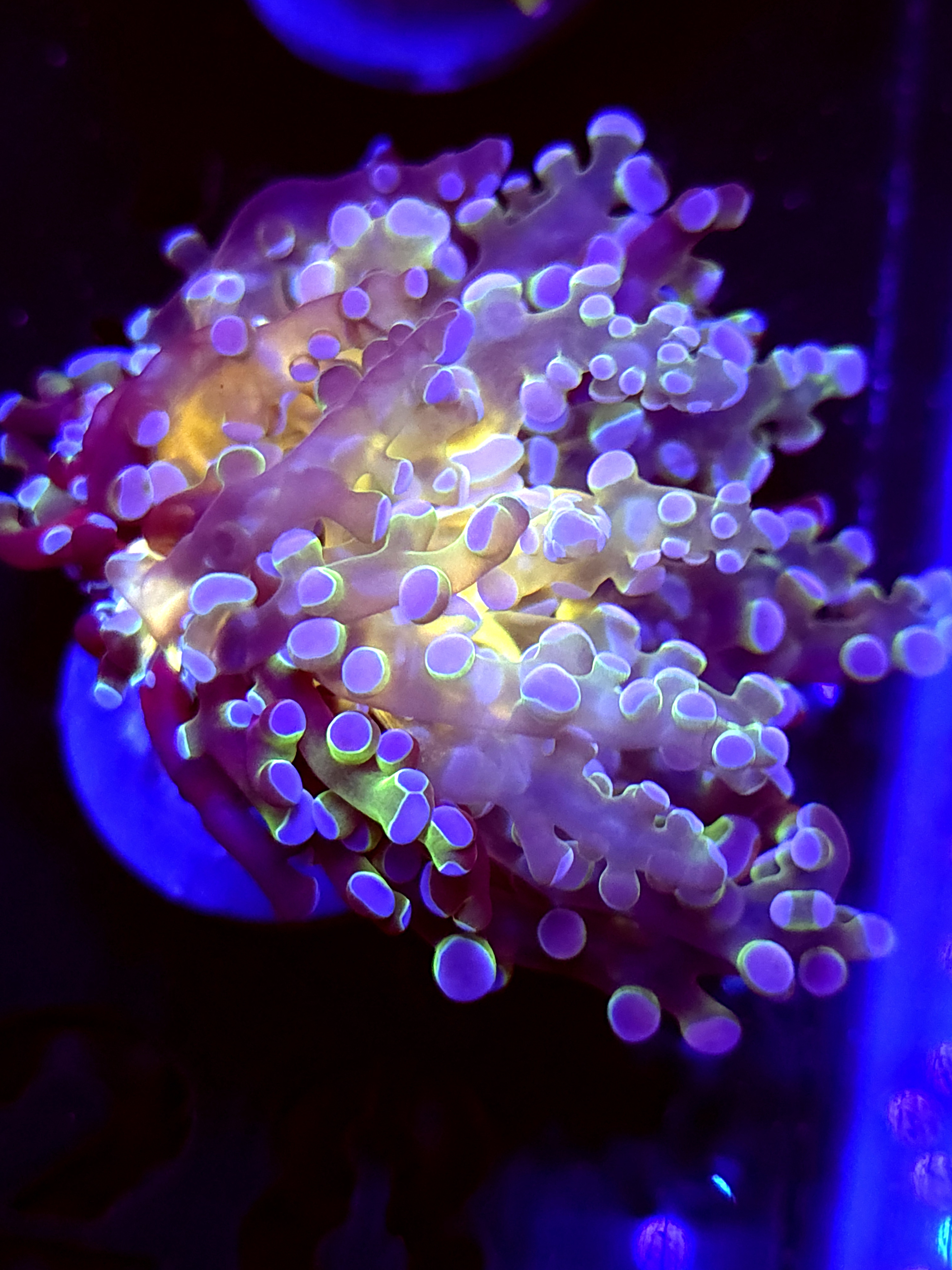 SBB Blues Clues Frogspawn