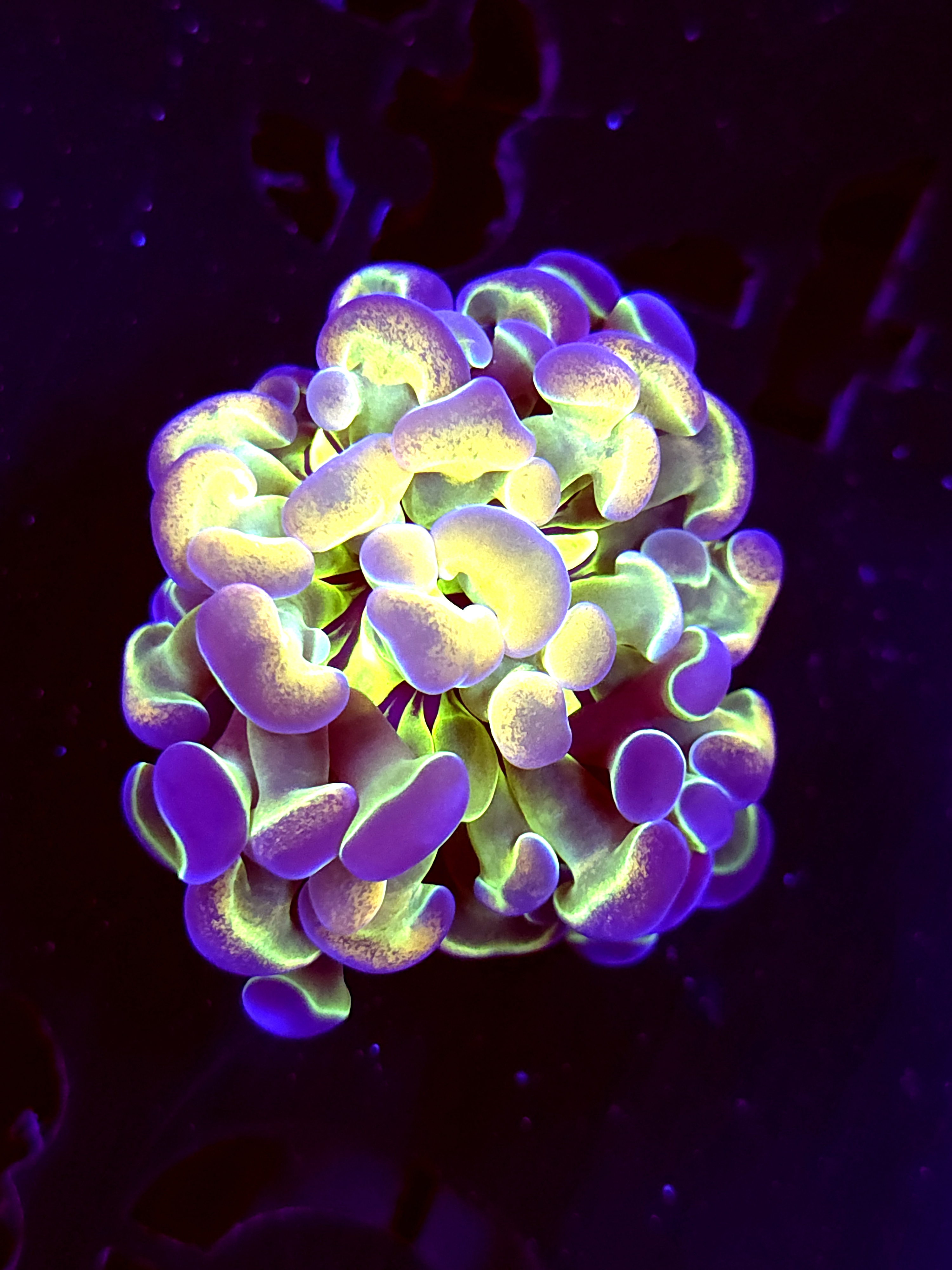 SBB " yellow Hologram" hammer