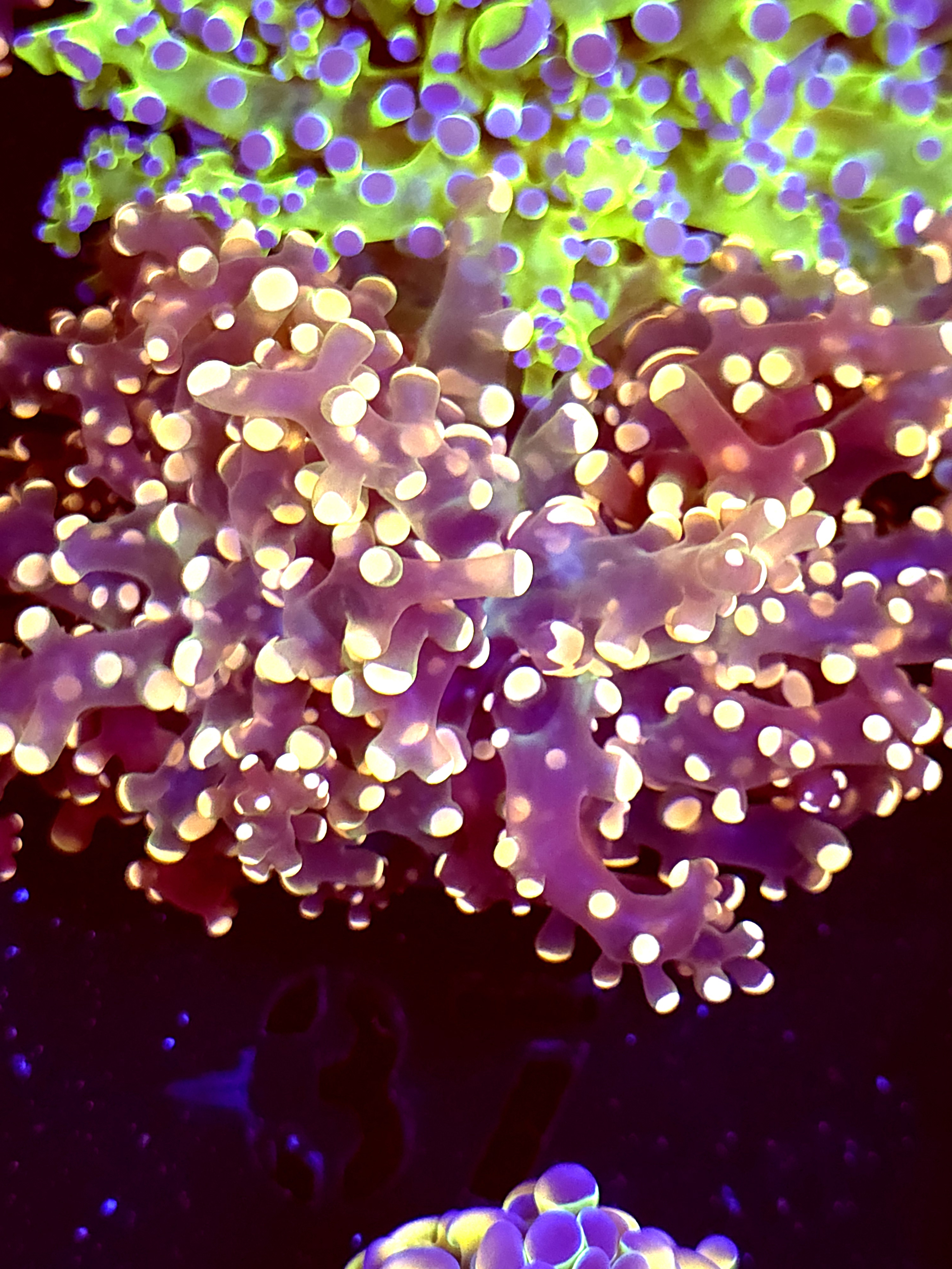 SBB Princess peach Frogspawn