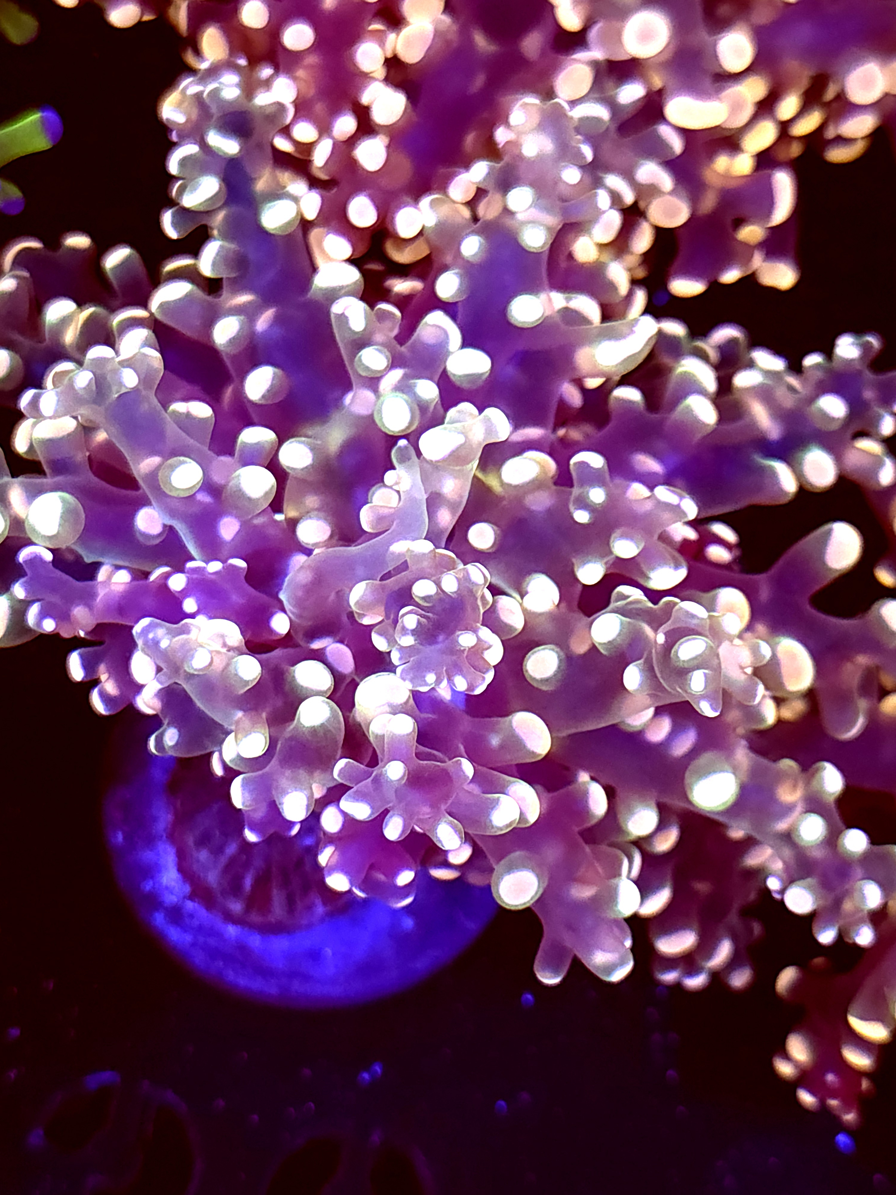 SBB Princess peach Frogspawn