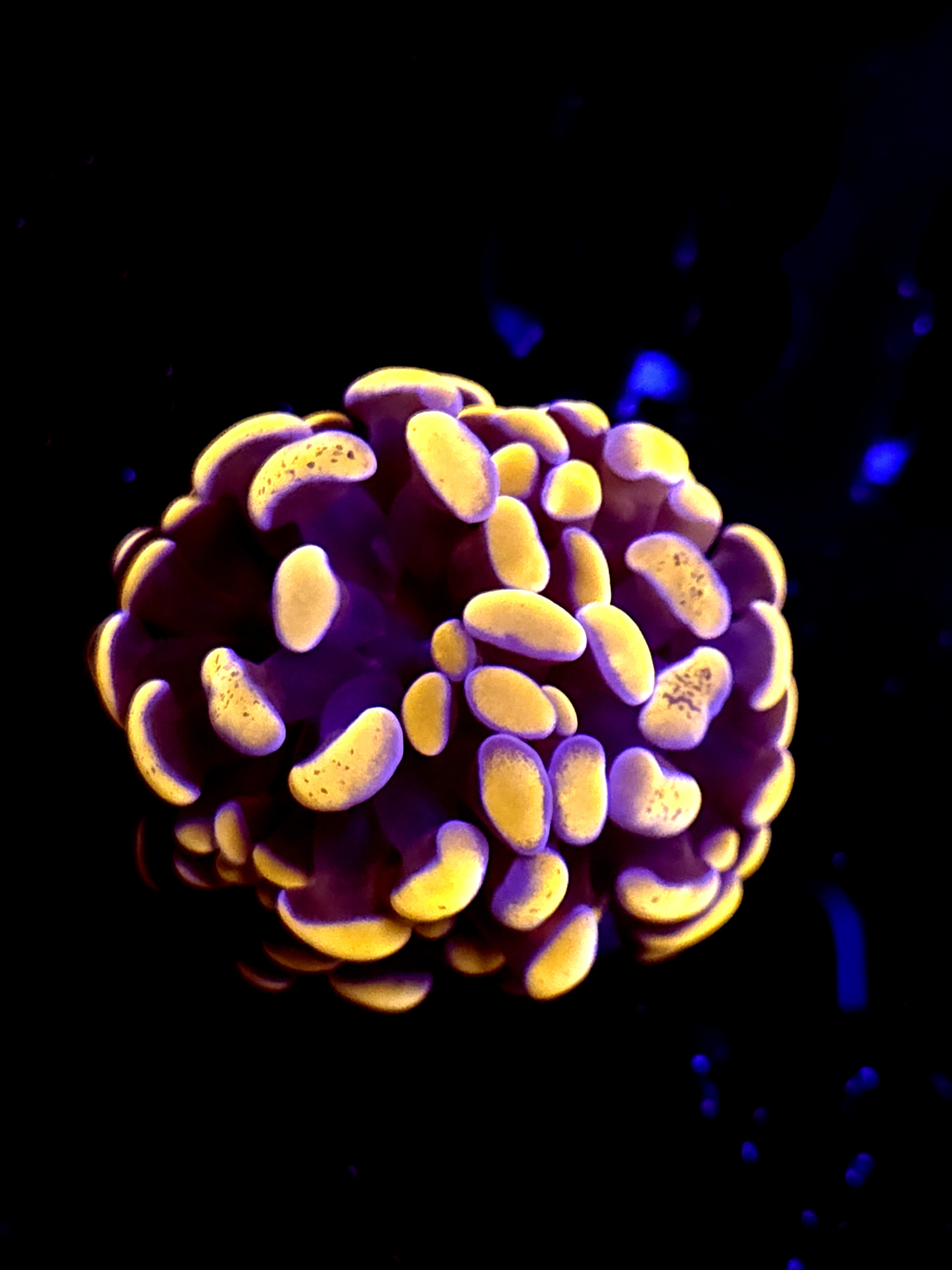 SBB Orange Indo Hammer