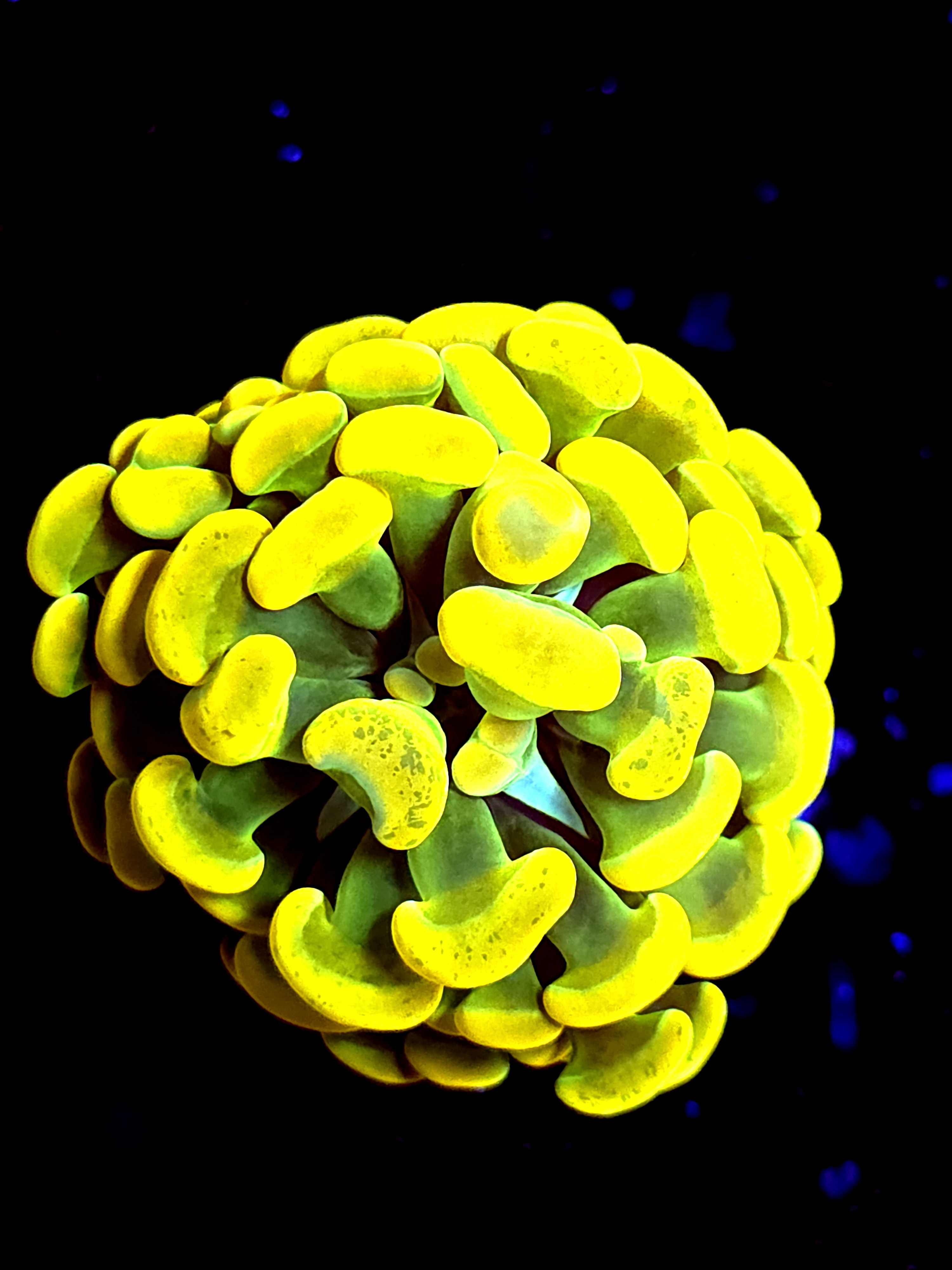 SBB Big Bird hammer Bright Yellow