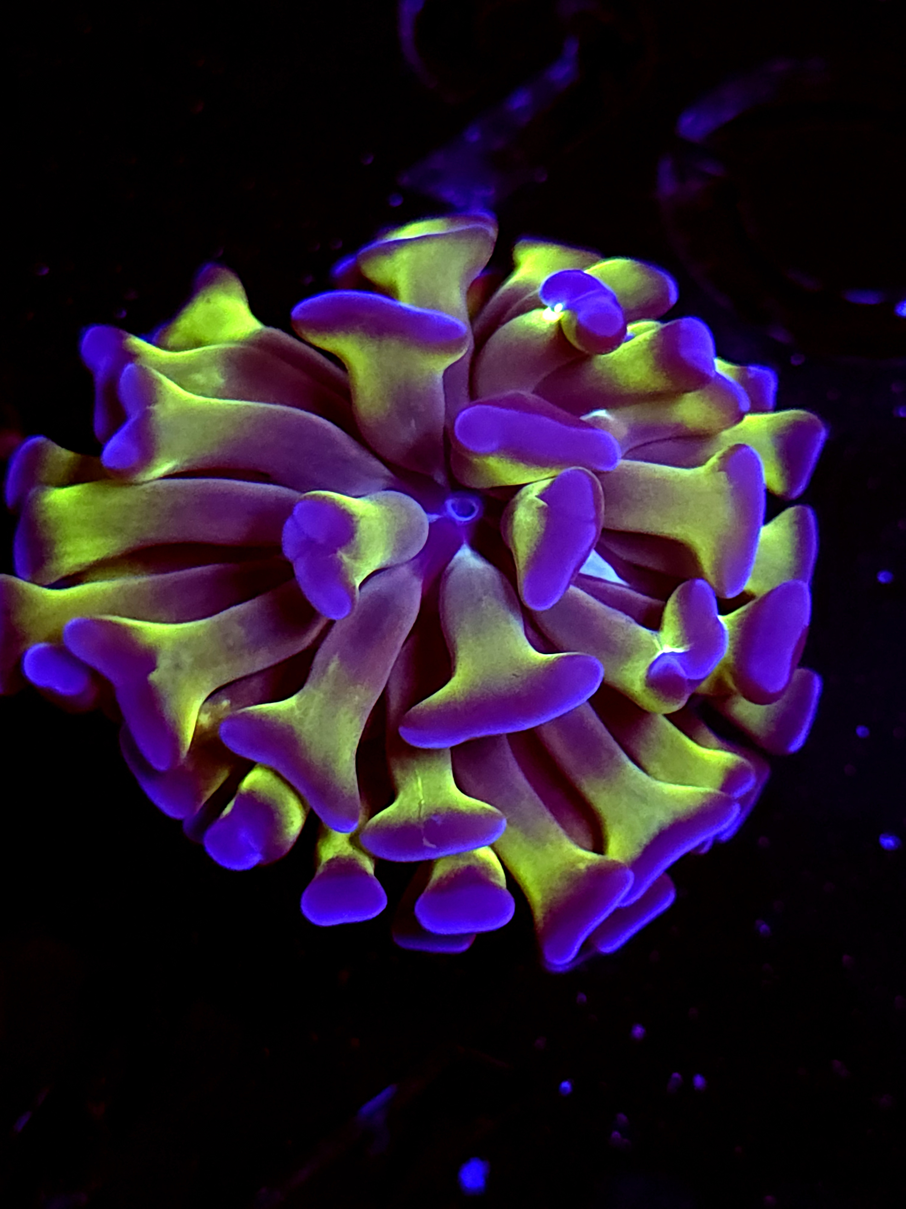 SBB Green Stem Blue Tip Hammer