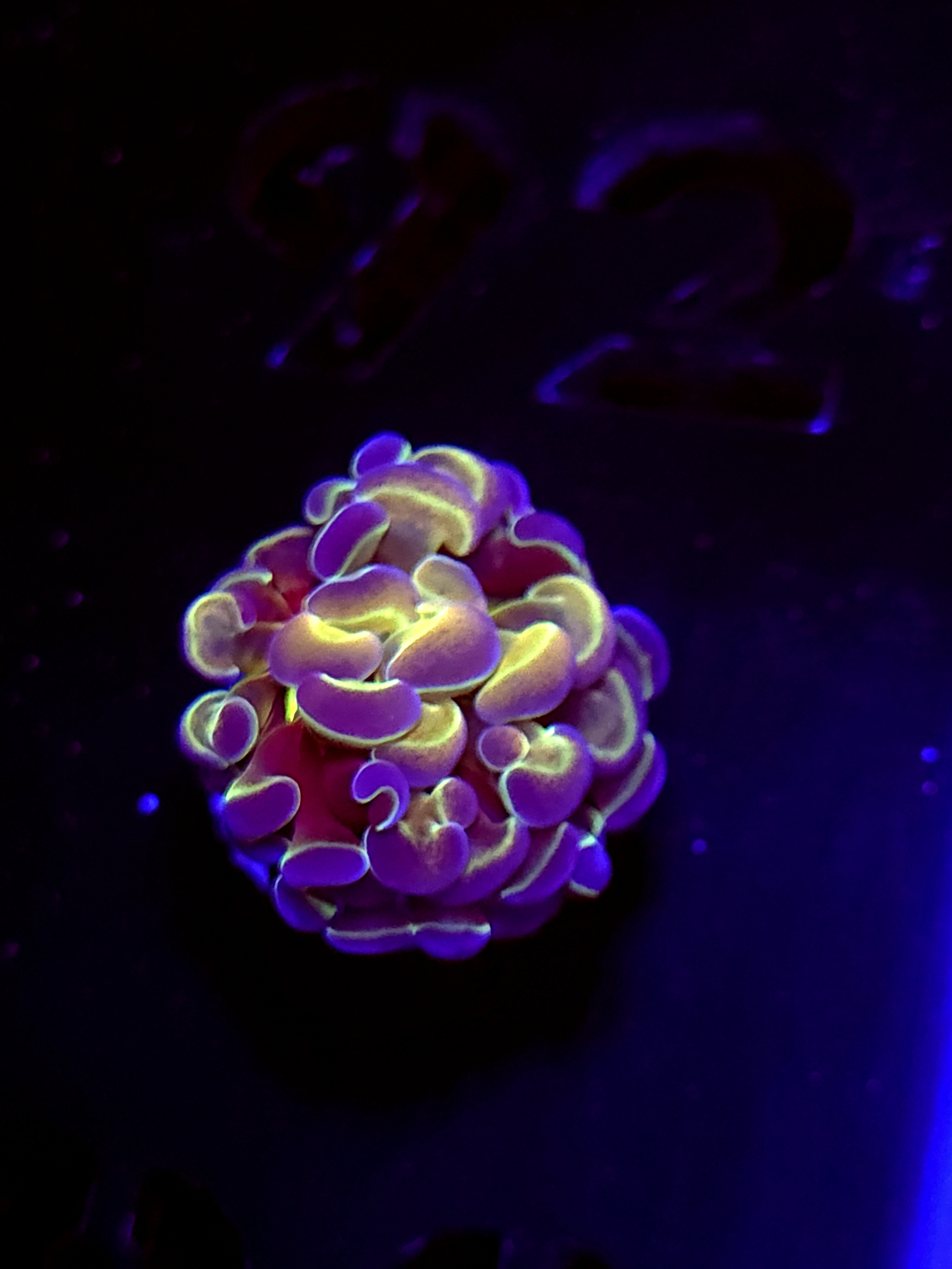 SBB Hologram Hammer Small size