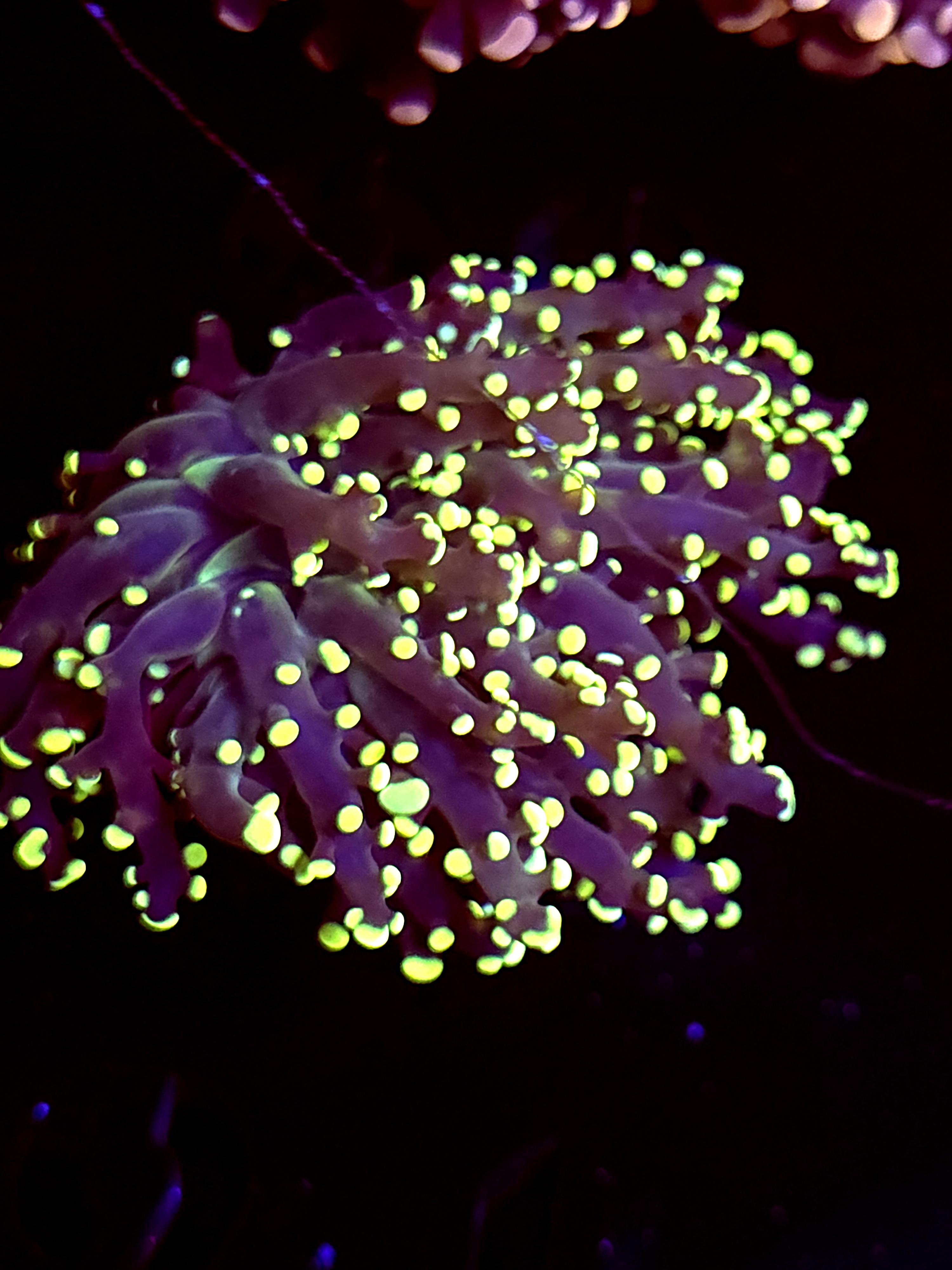 SBB " Kermit the Frog" frogspawn