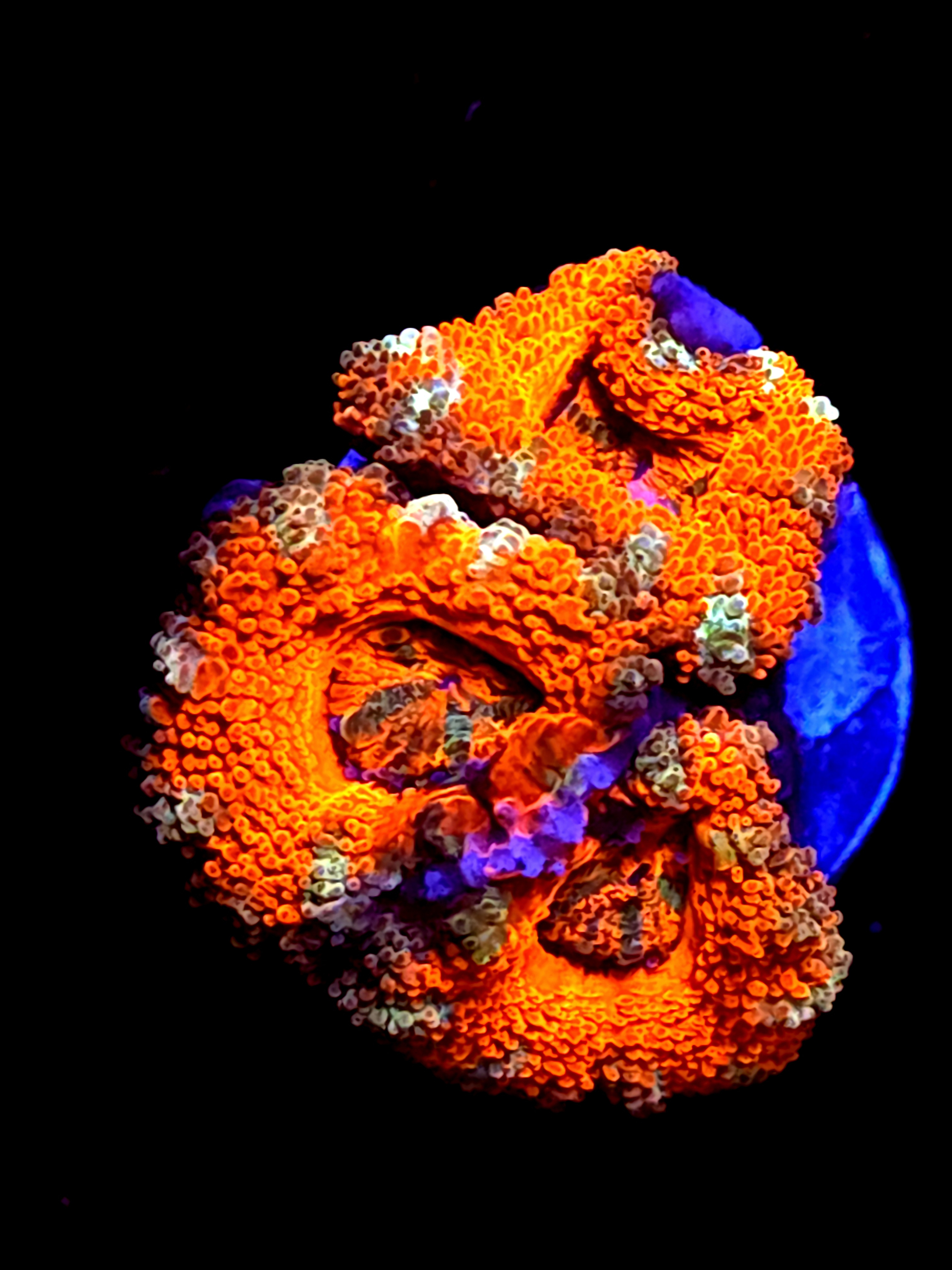 SBB " Lava Bloom" Acan 3 Heads