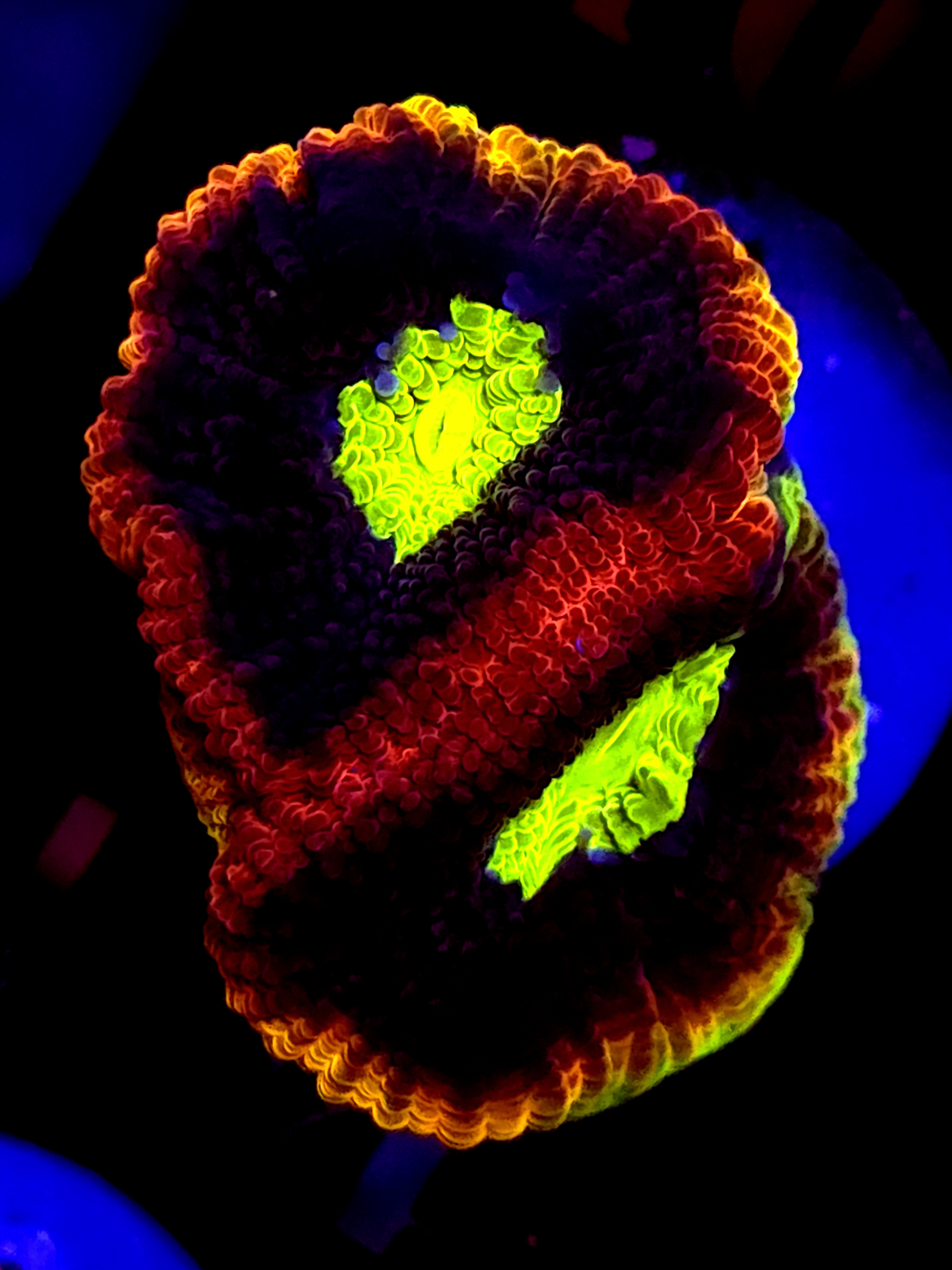 SBB "Mystery Signature" Favia 2 Eyes