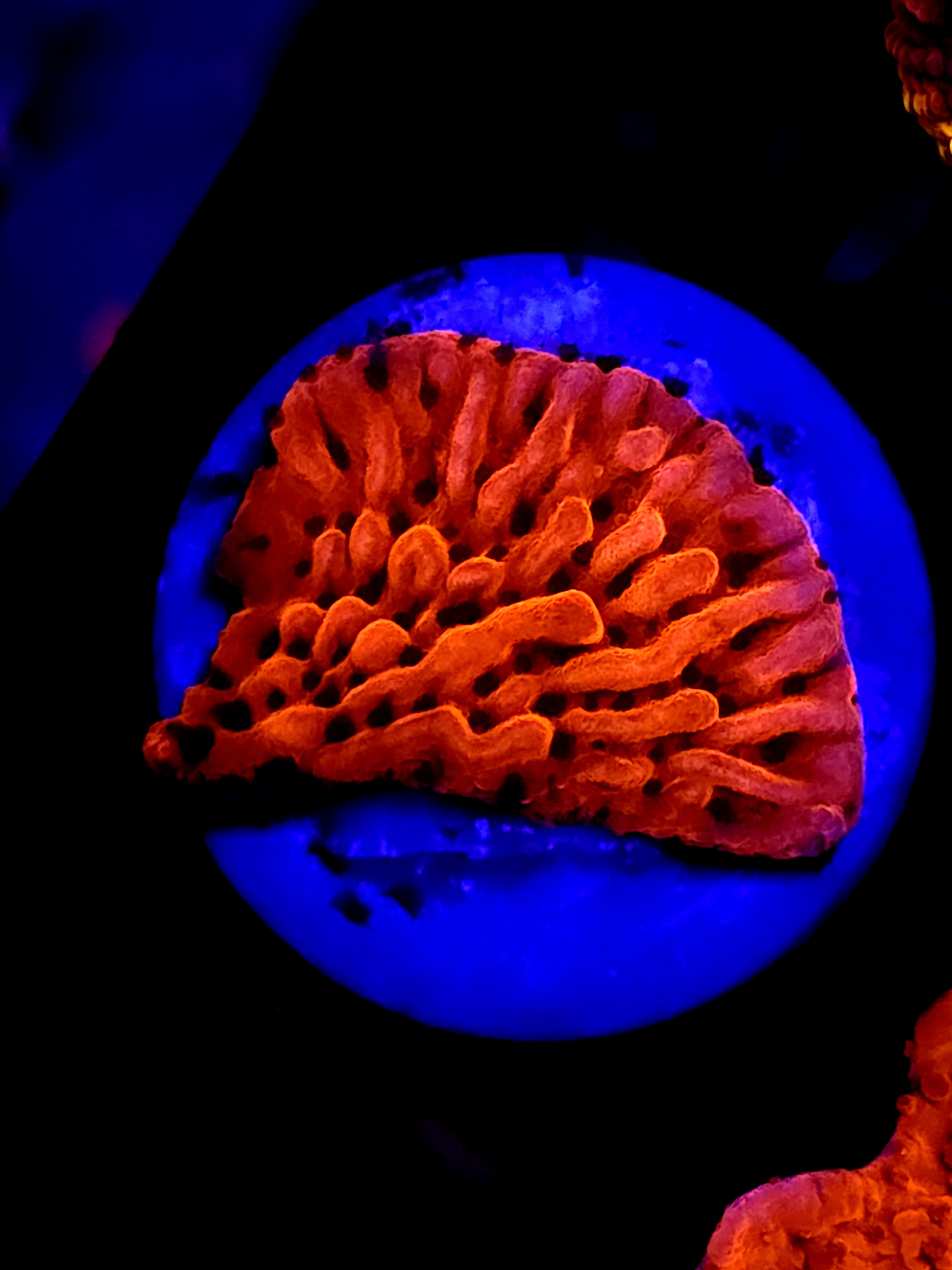 SBB "Mystery Signature" Monti Medium