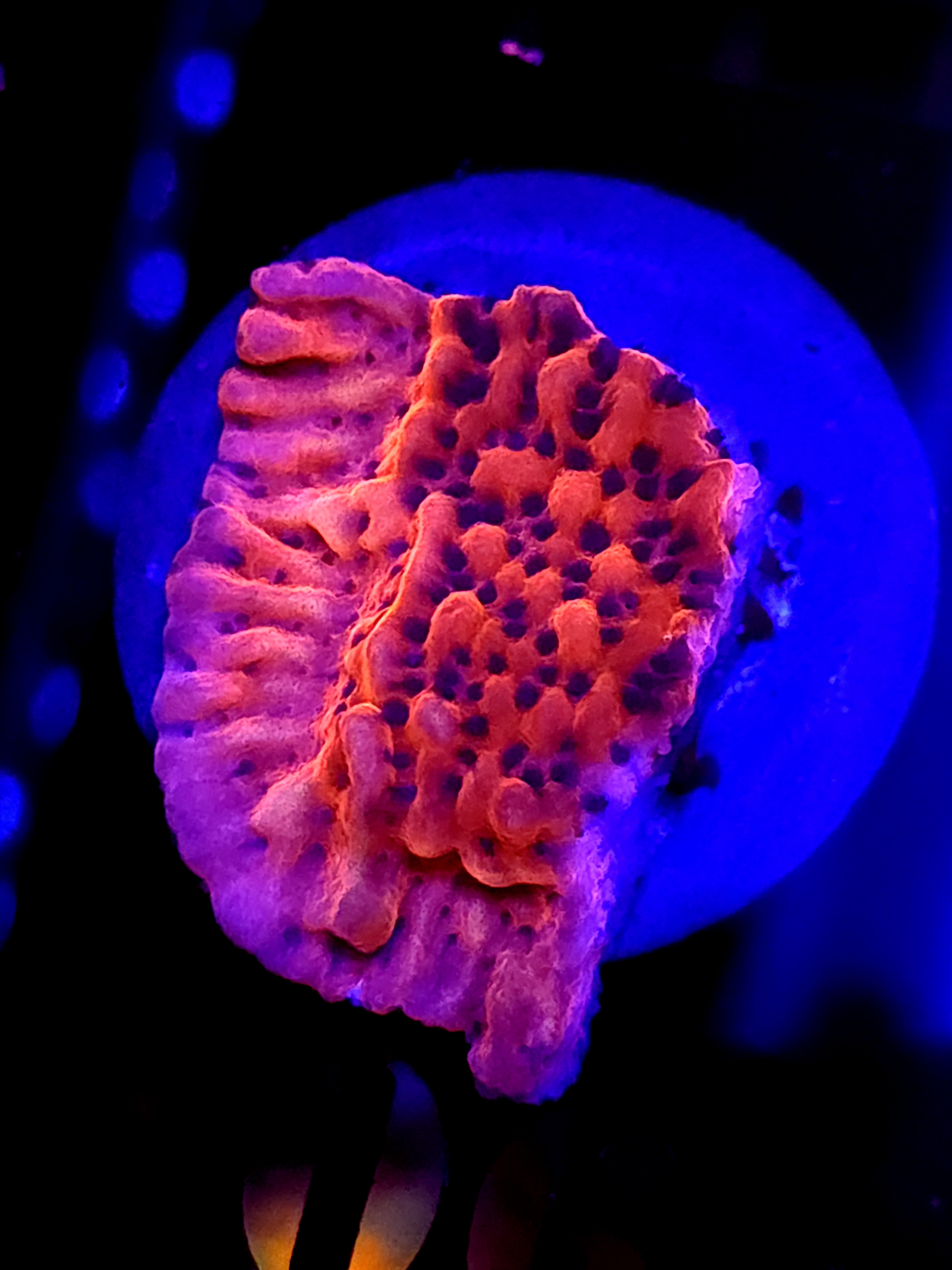 SBB "Cherry Tree" Monti Medium