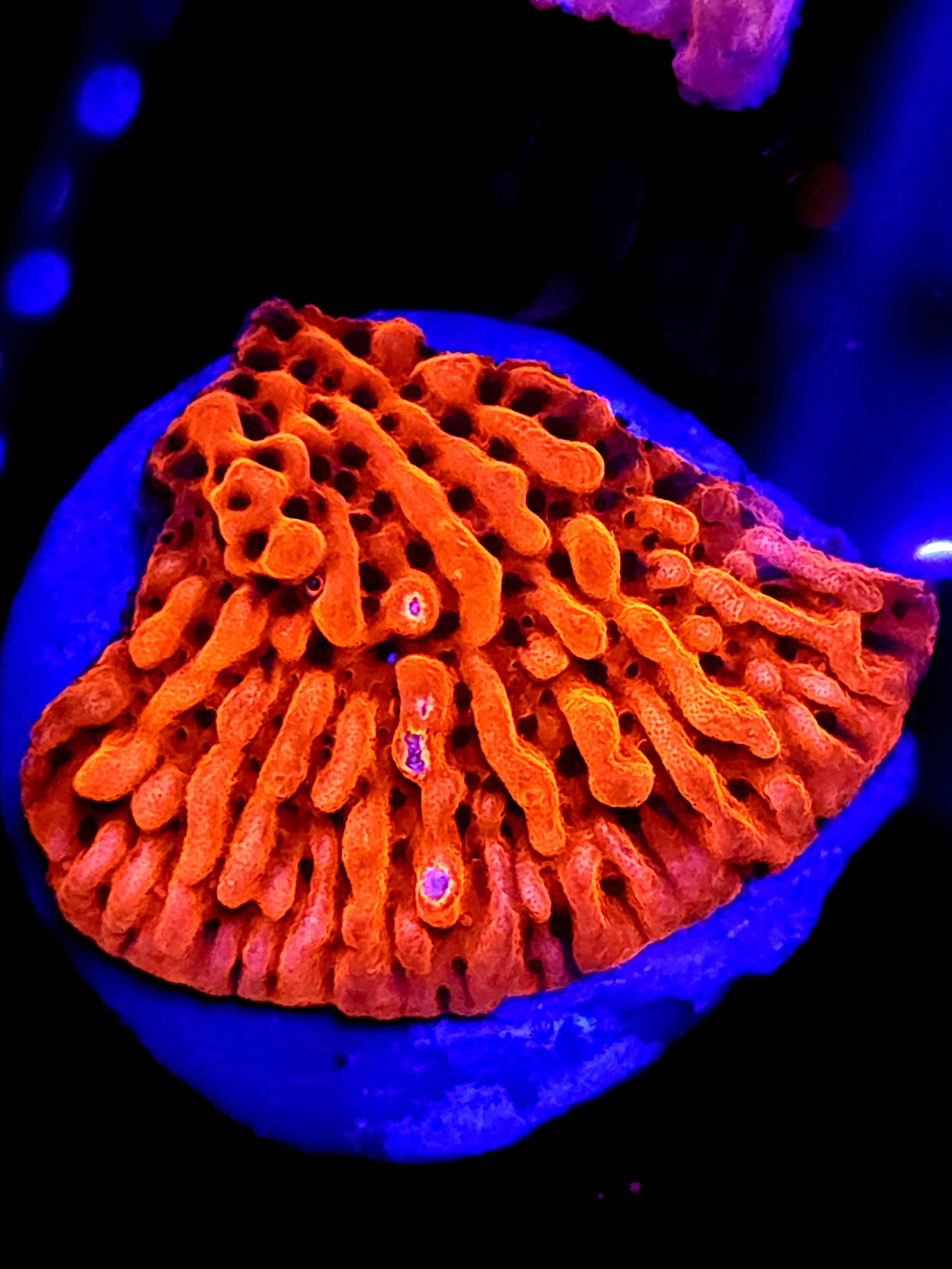 SBB "Cherry Tree" Monti Medium