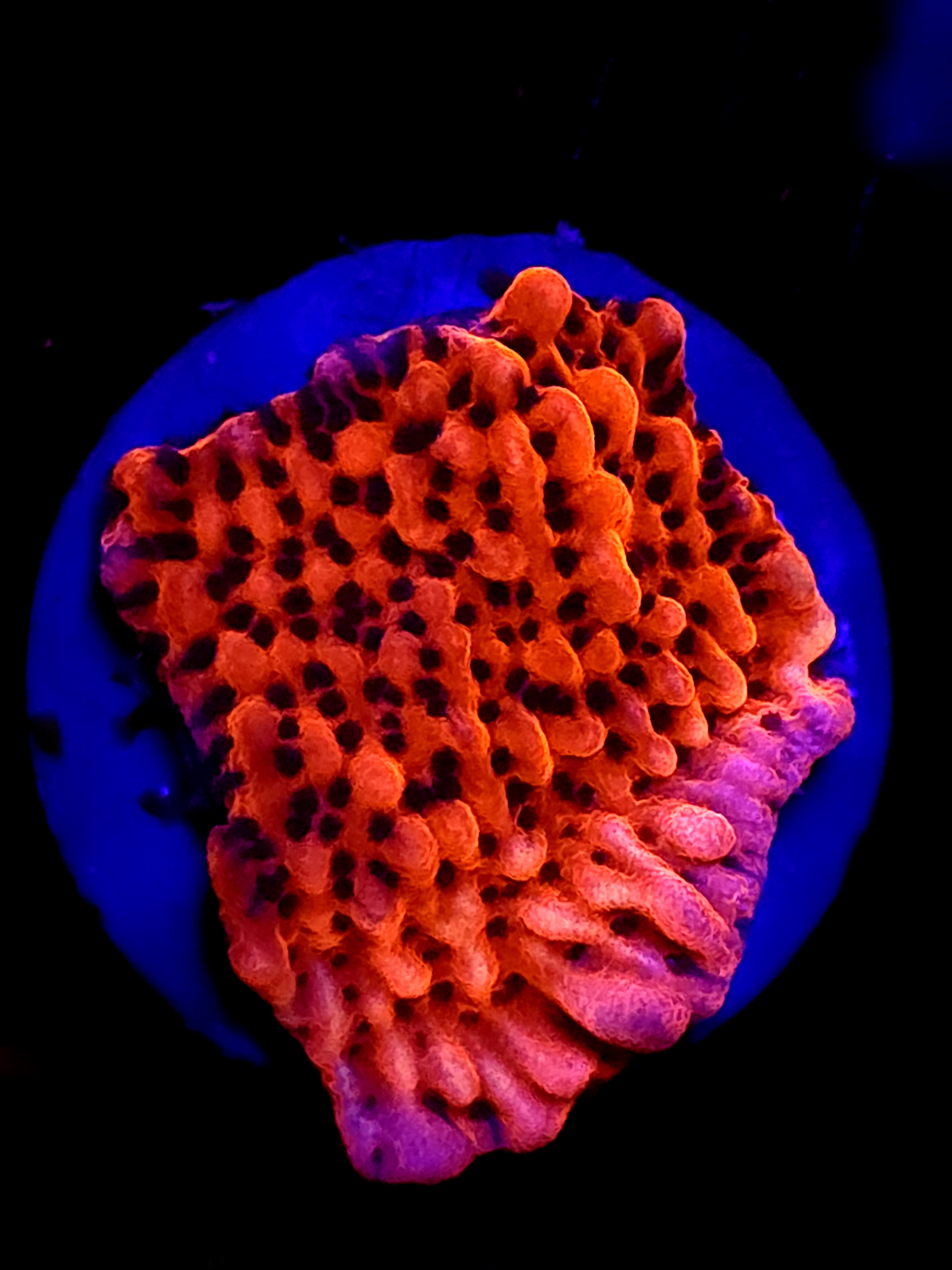 SBB "Cherry Tree" Monti Medium