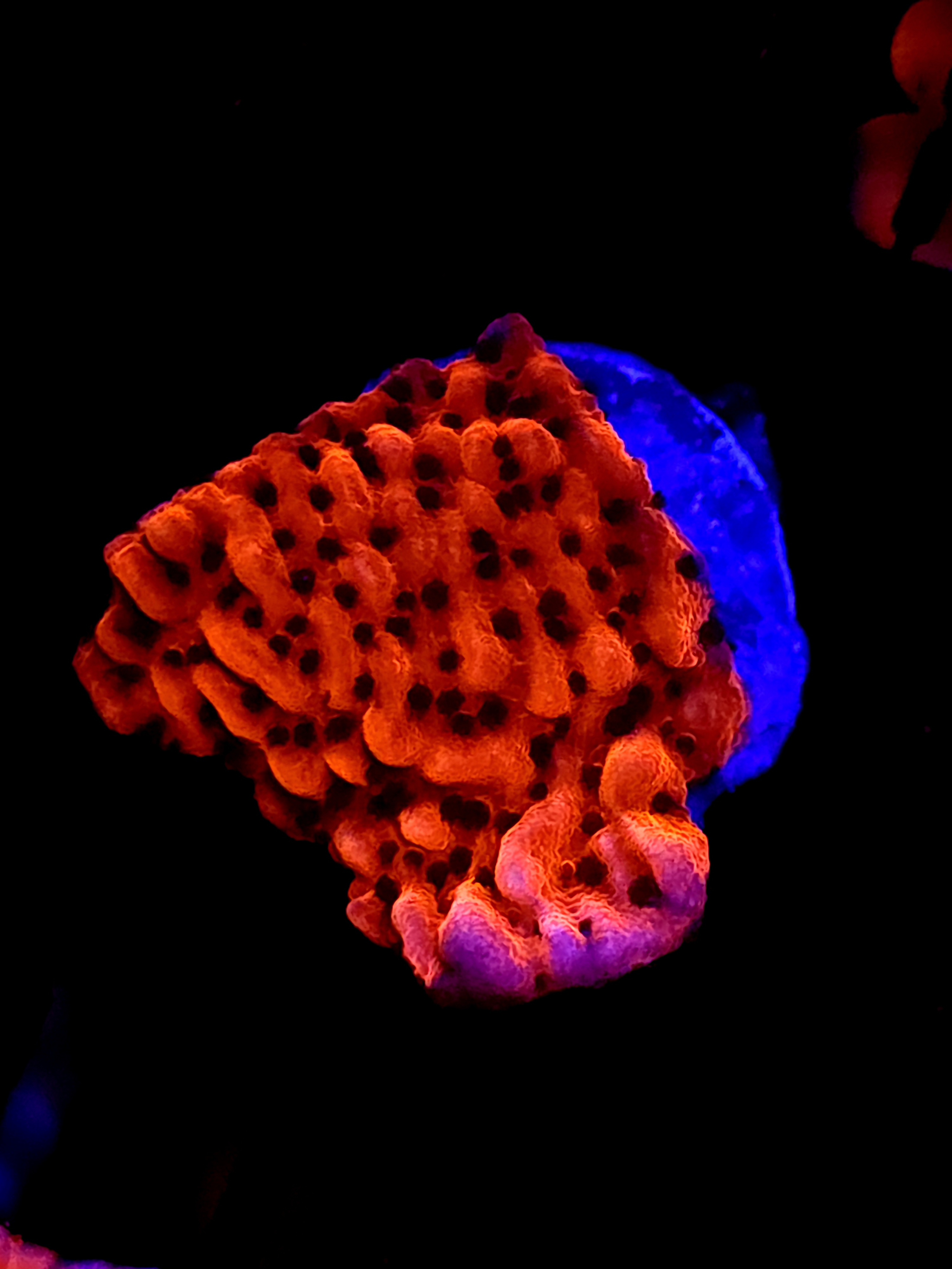 SBB "Cherry Tree" Monti Small