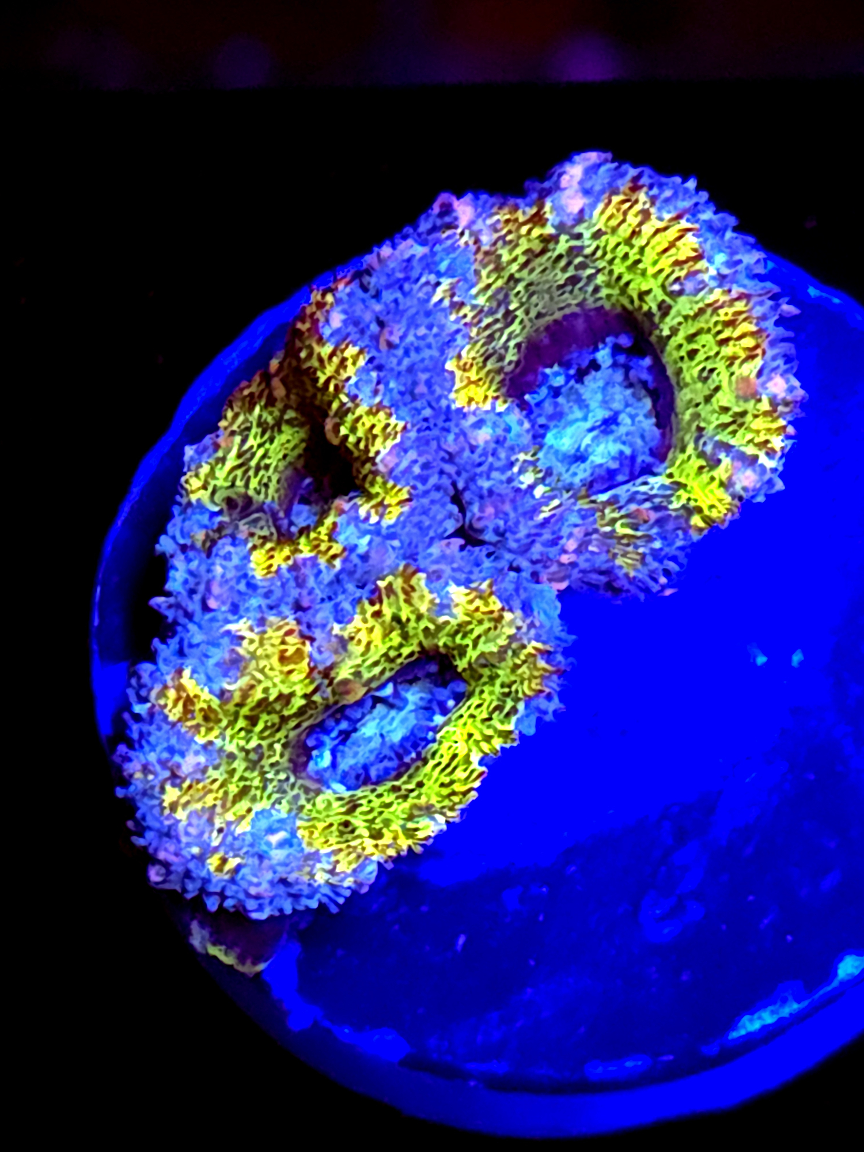 SBB "Amber Lust" Acan 2+ Heads