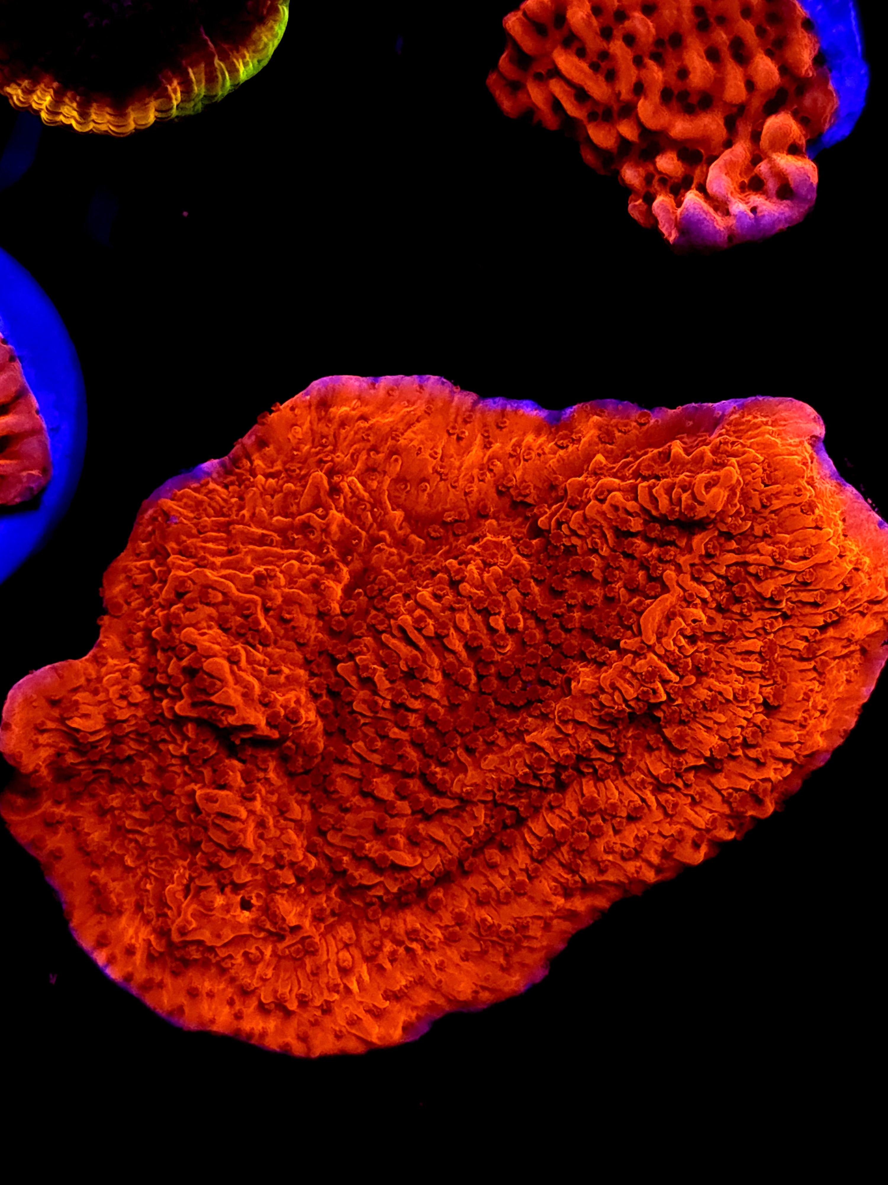 SBB "Red Hulk" Monti Large