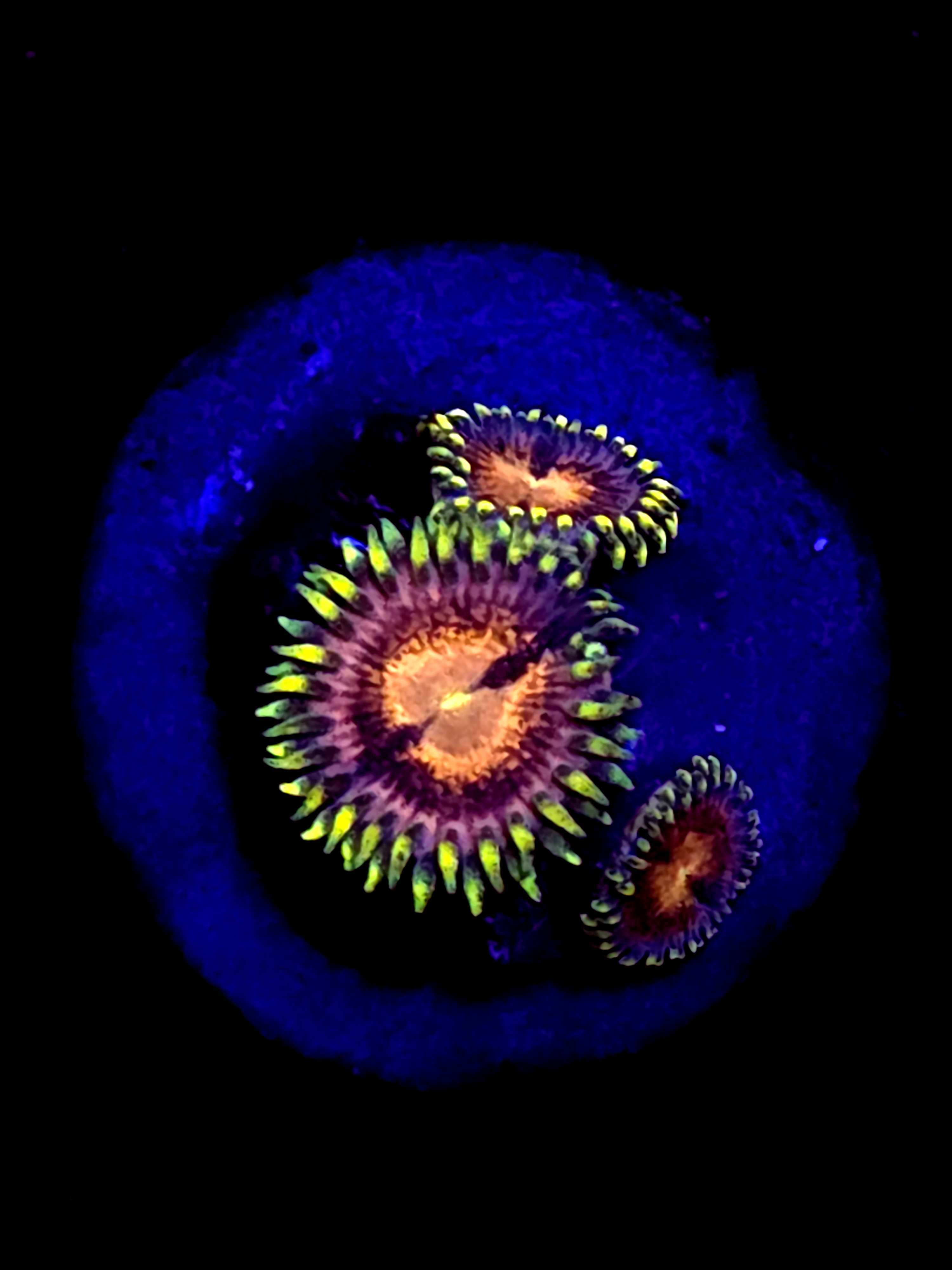 rainbow incinerator zoa 3 Polyp