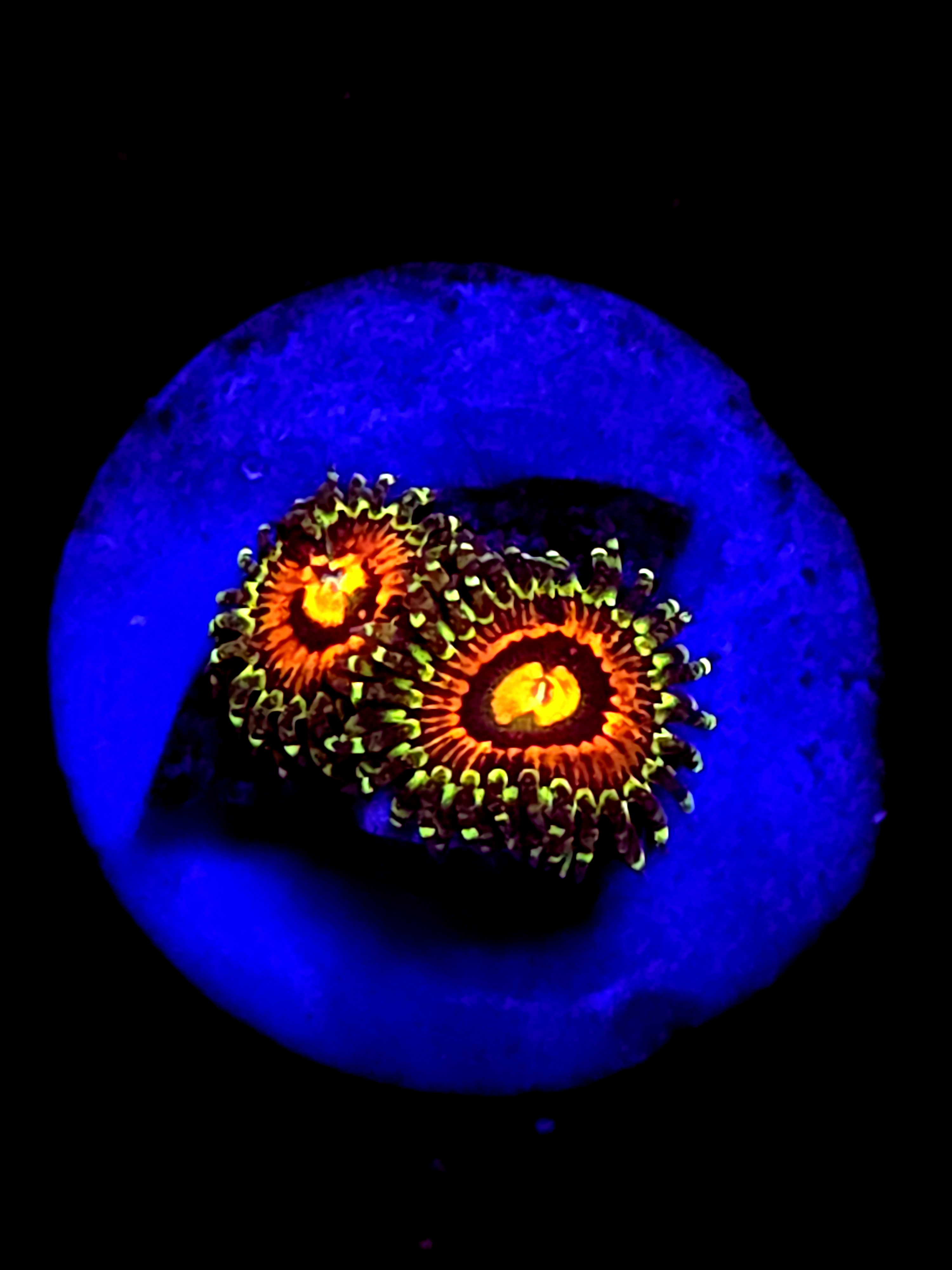 rainbow incinerator zoa