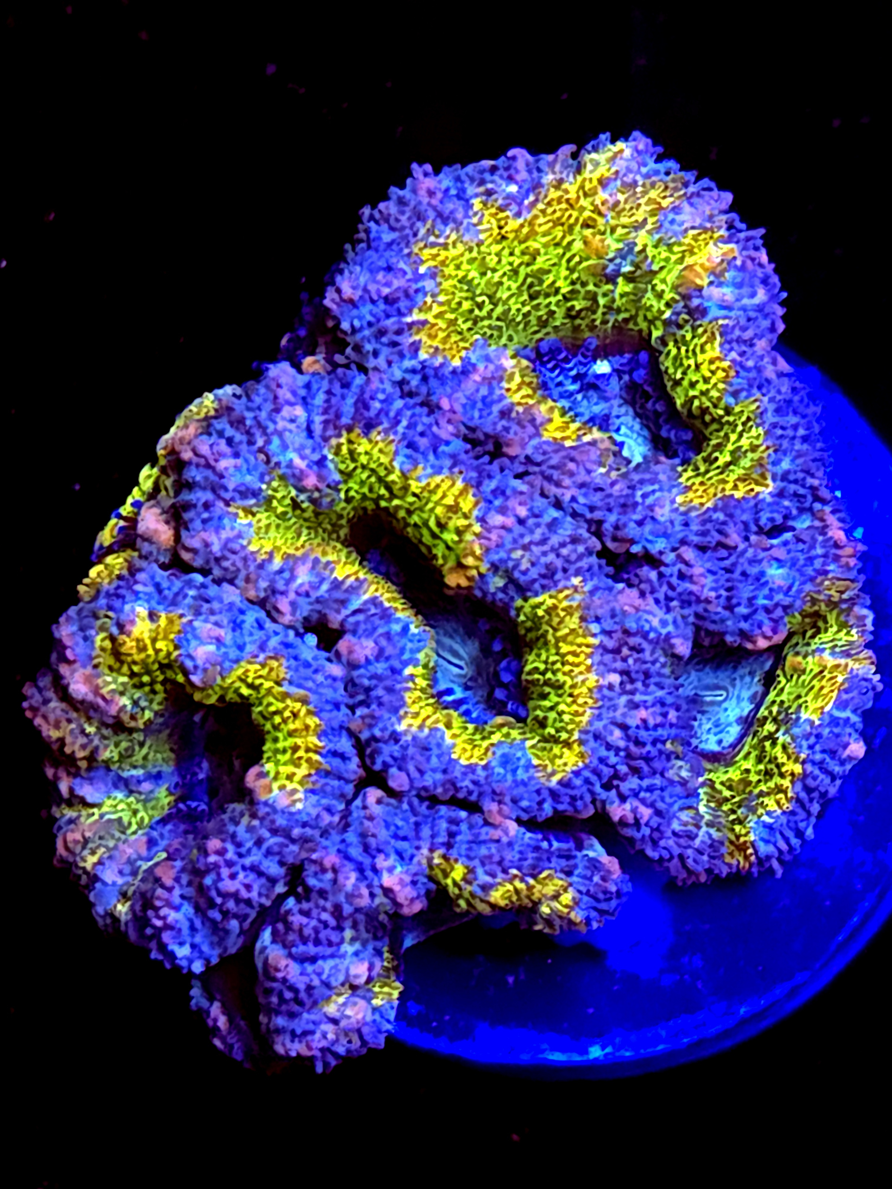 SBB "Amber Lust" Acan 4+ Heads