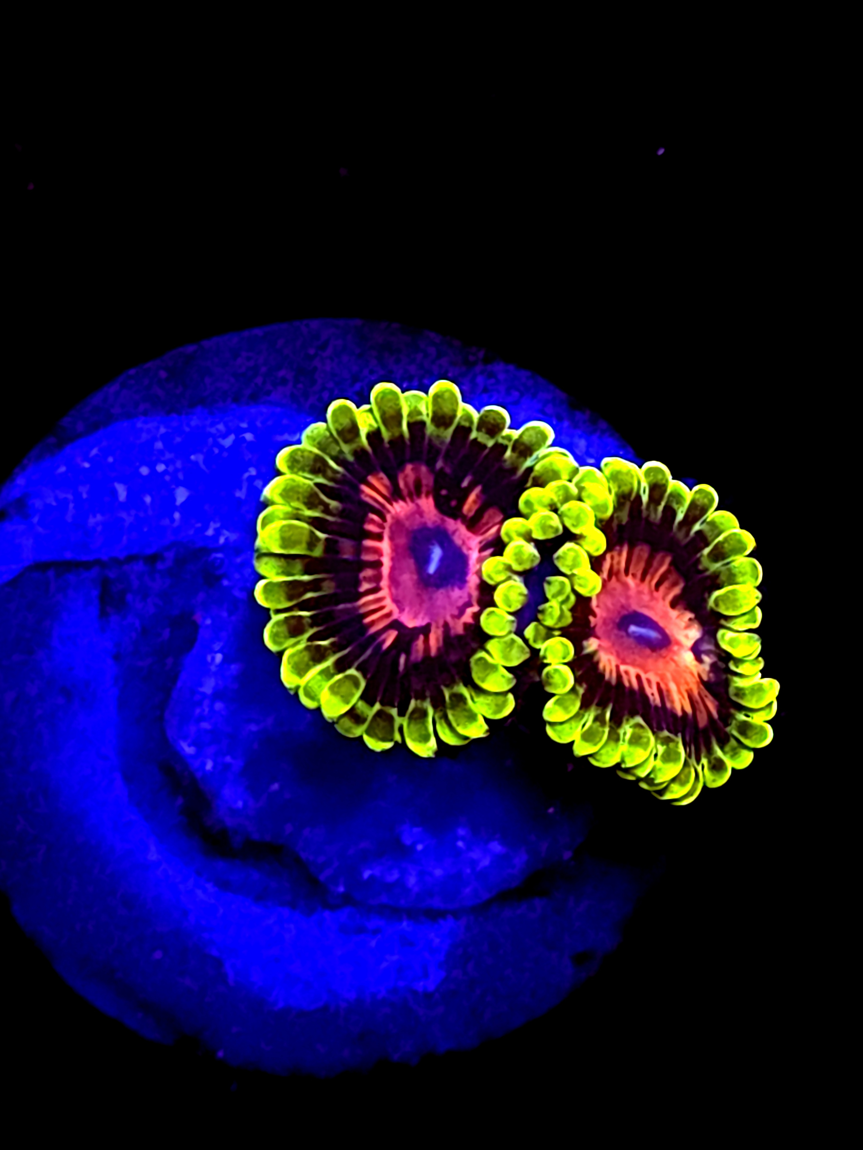 scarlet fever zoanthid 2 Polyps