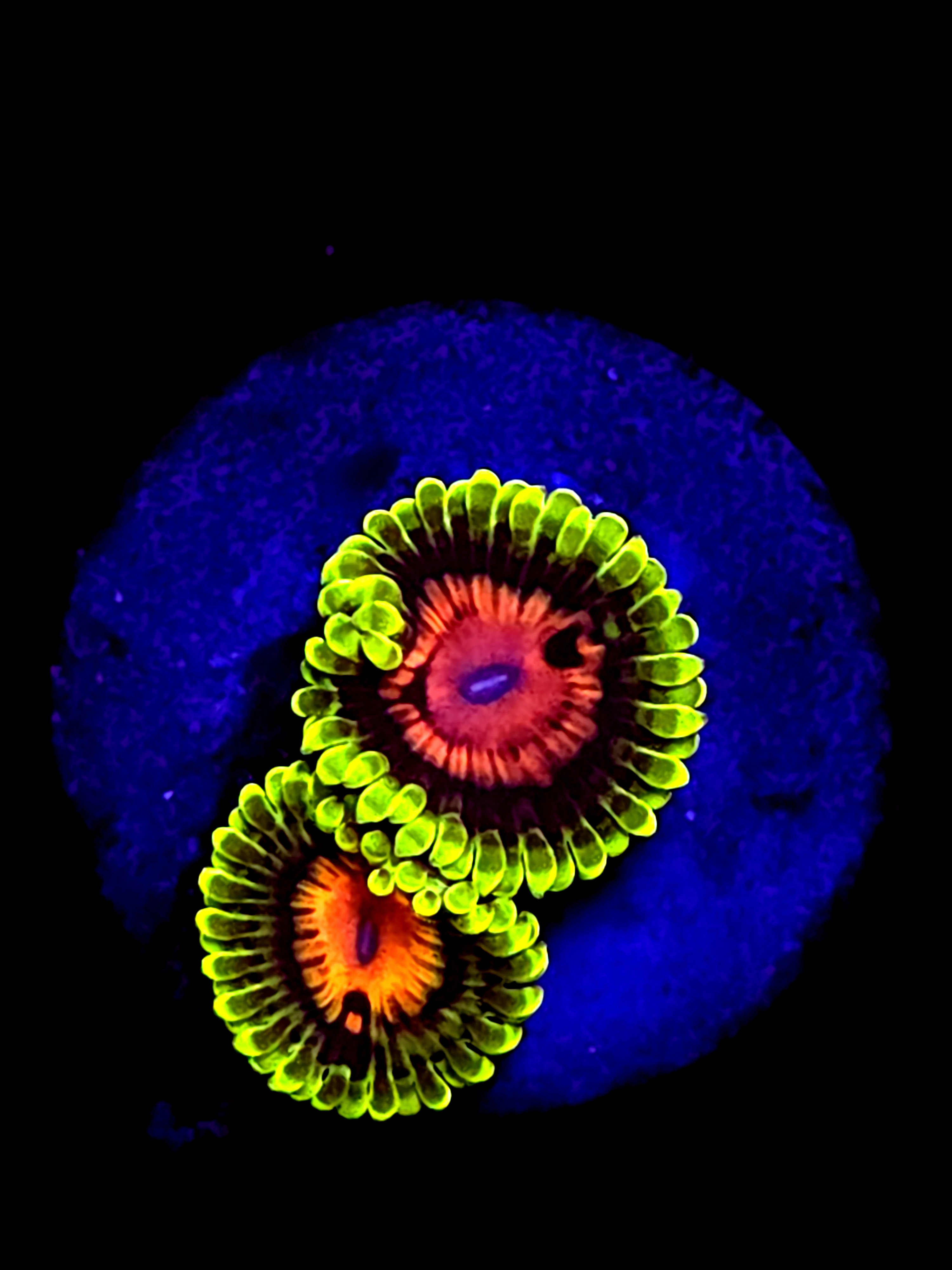 scarlet fever zoanthid 2 Polyps