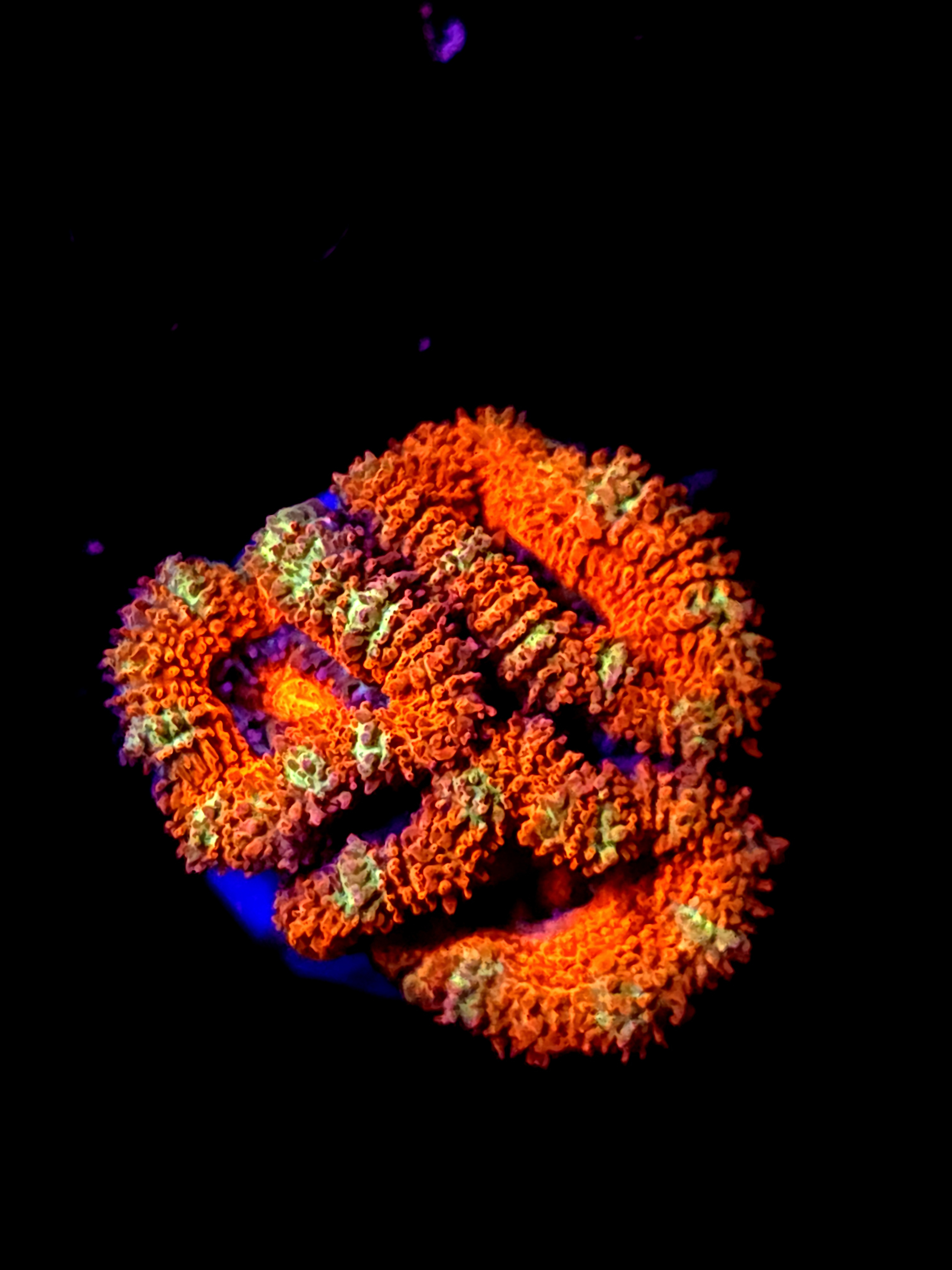 SBB "Mystery Signature" Acan 3 Heads