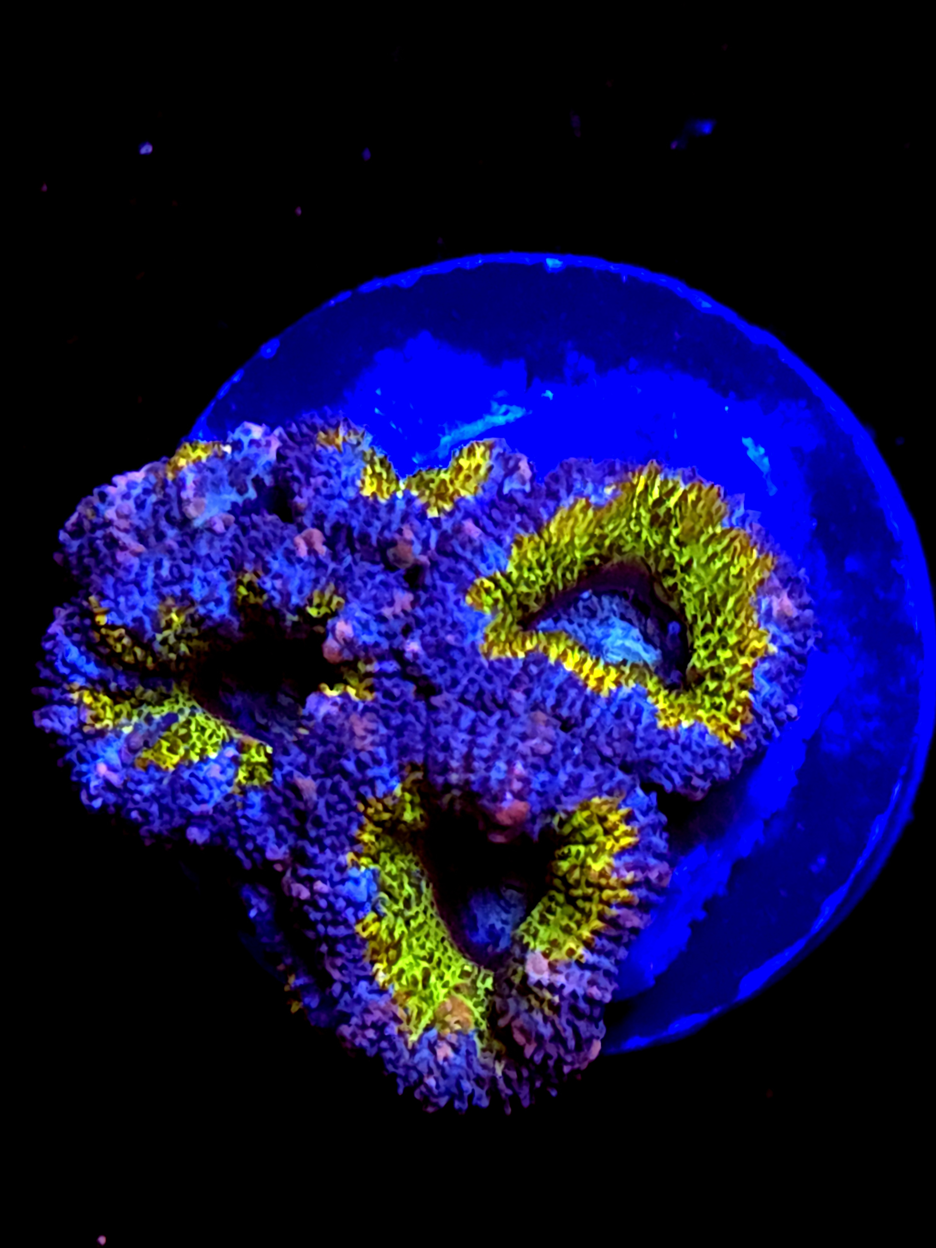 SBB "Amber Lust" Acan 3+ Heads