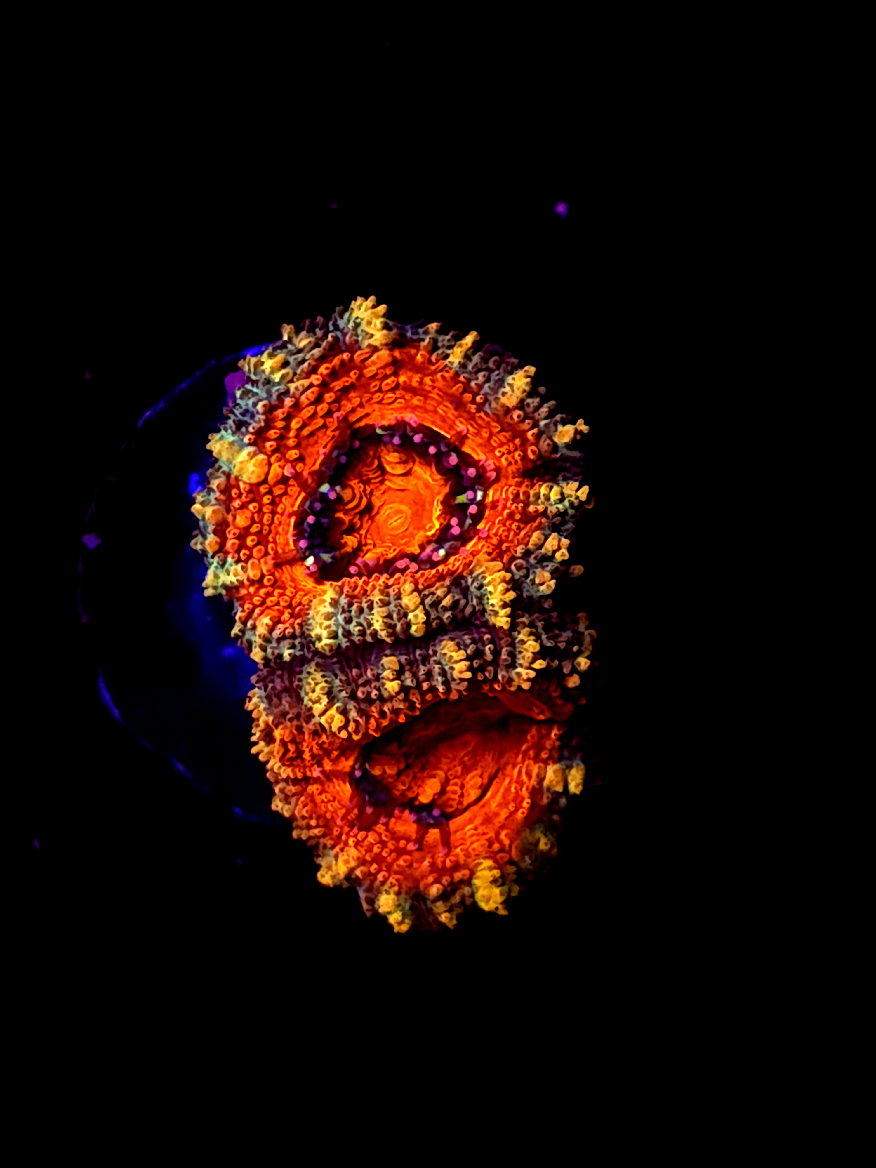 SBB "Orange Jewel" Acan 2 Heads