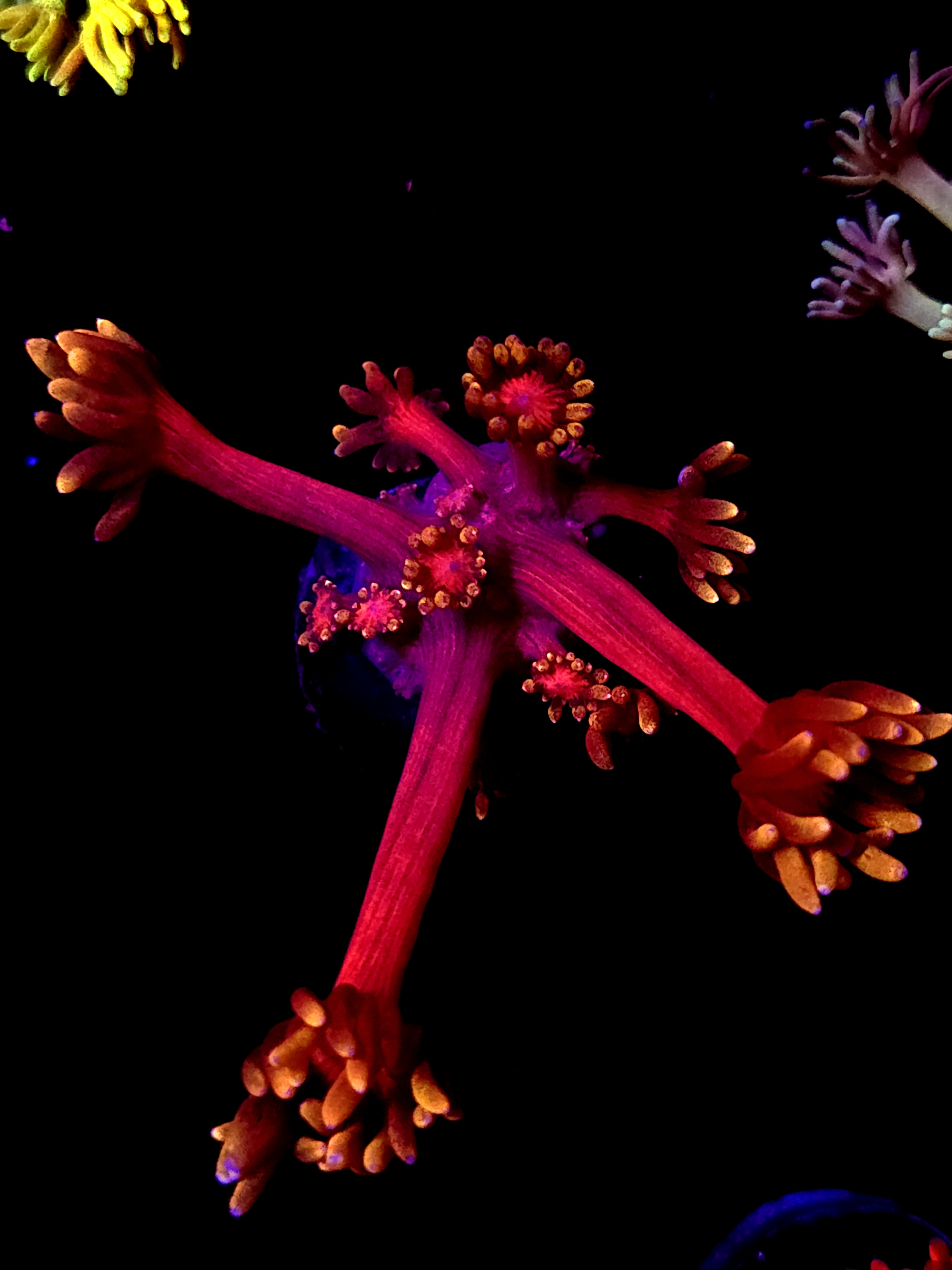 SBB "Bubble Pal" Goni Medium