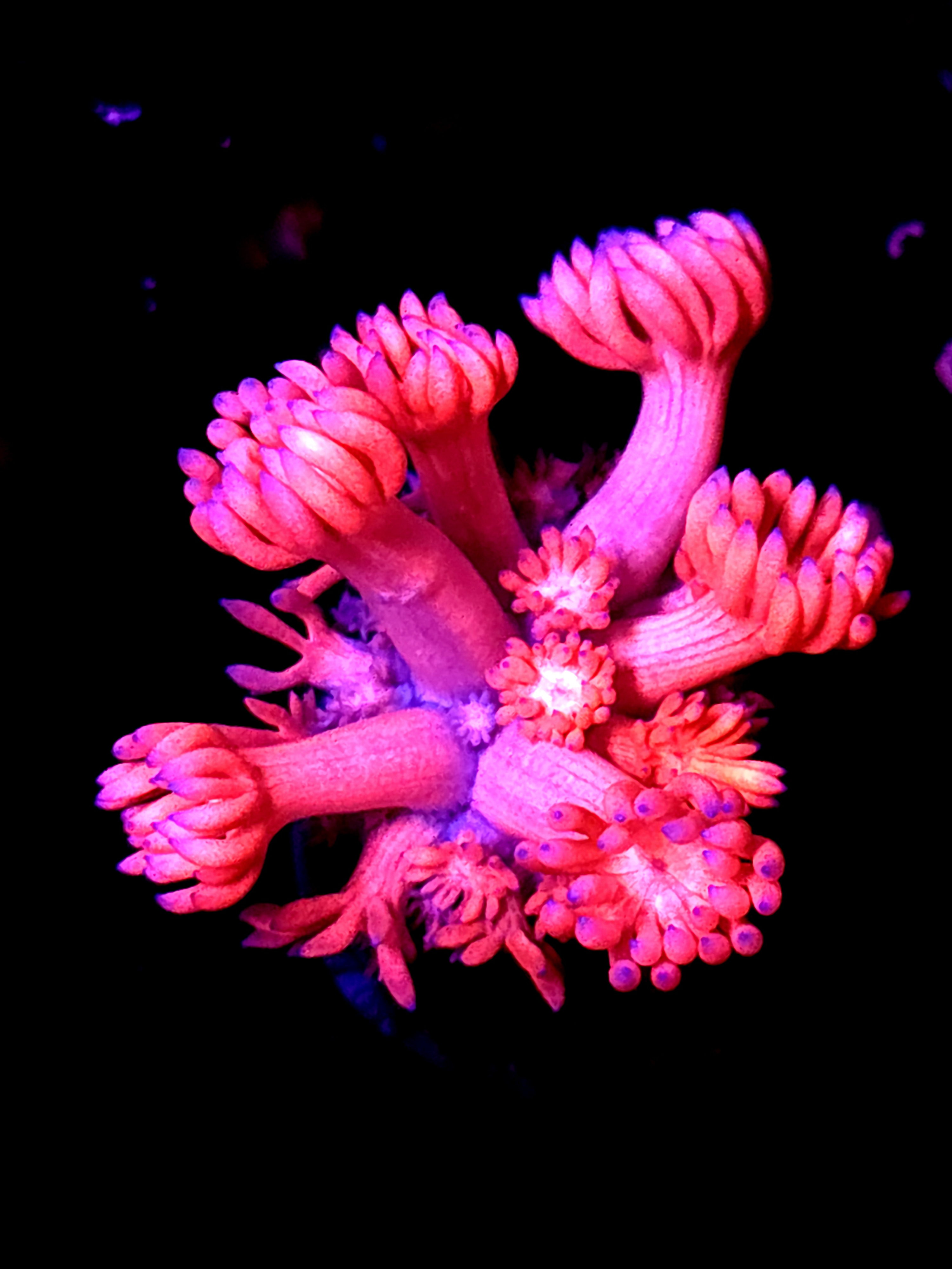 SBB "Anber Ice" Goni Medium