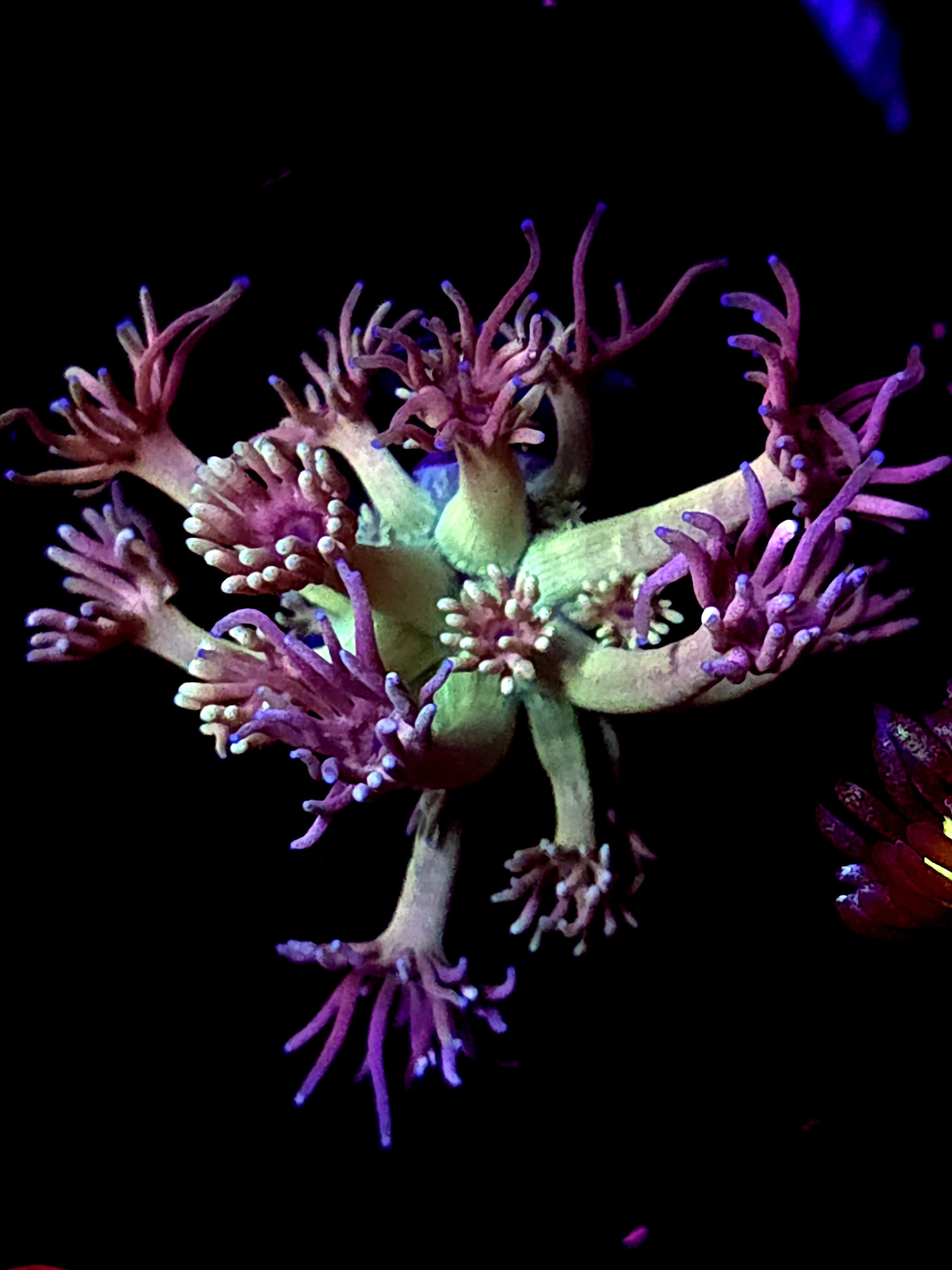 SBB "Bubble Slime" Goni Medium