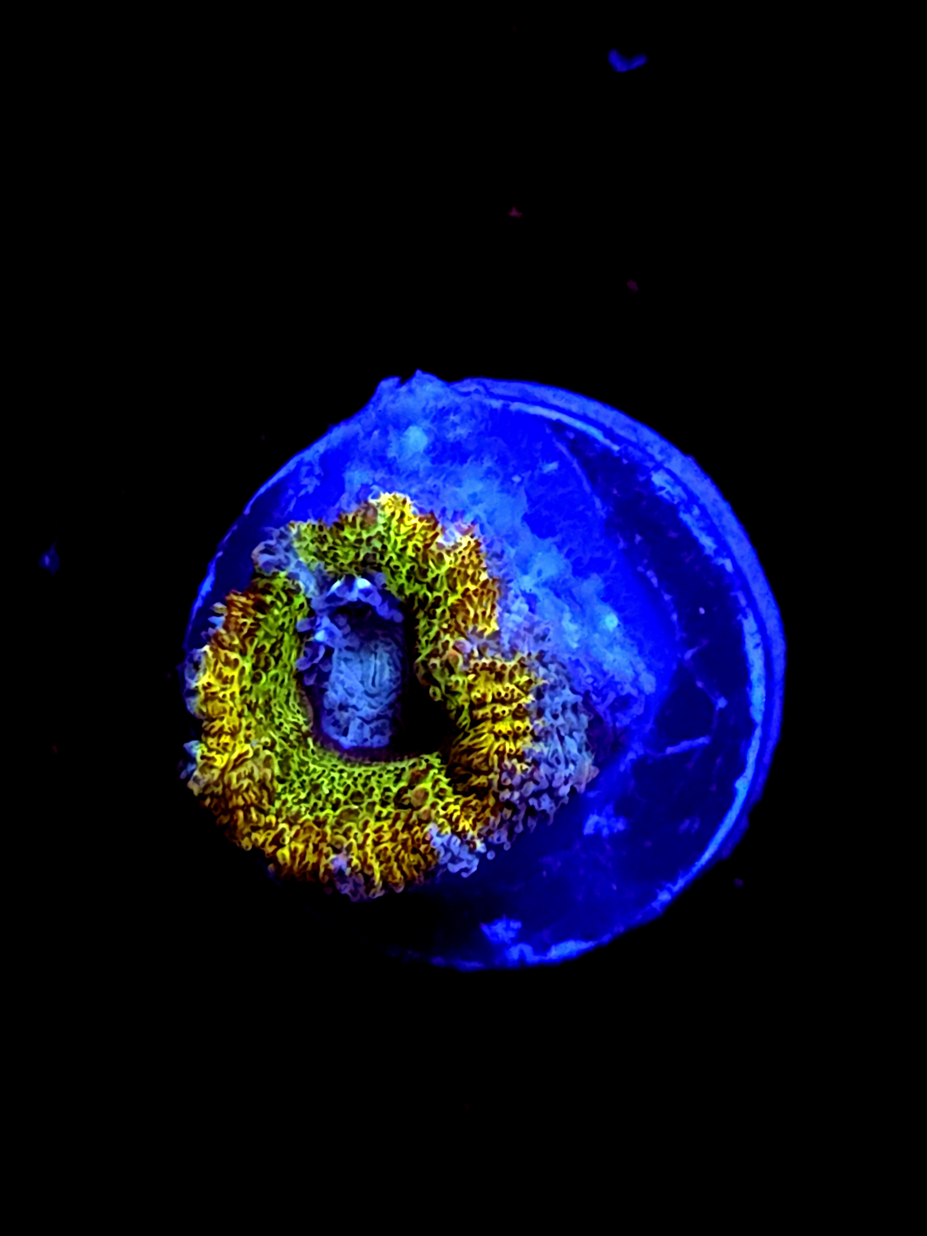 SBB "Amber Lust" Acan 1 Head