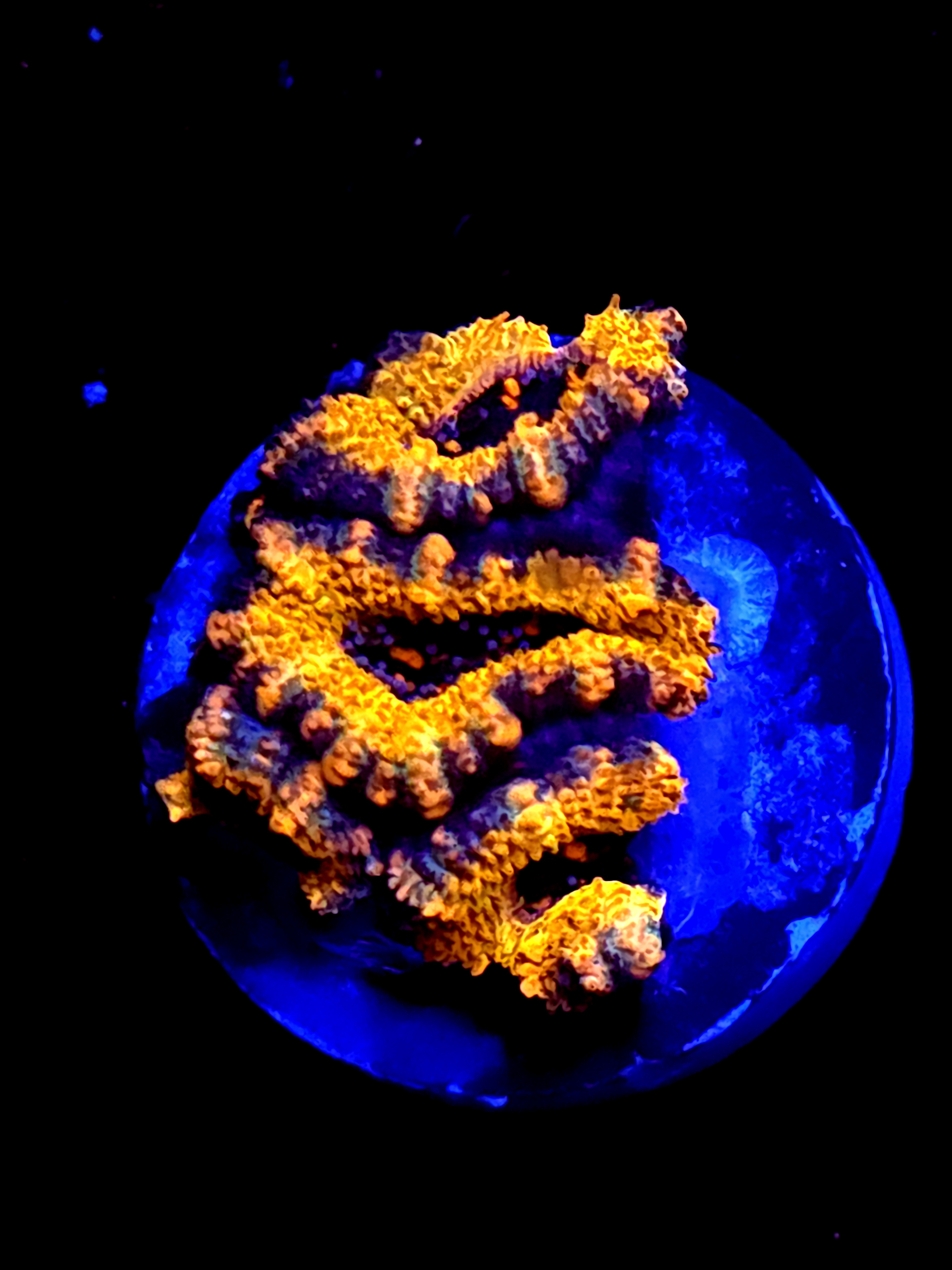 SBB "Dragon Core" Acan 4 Heads