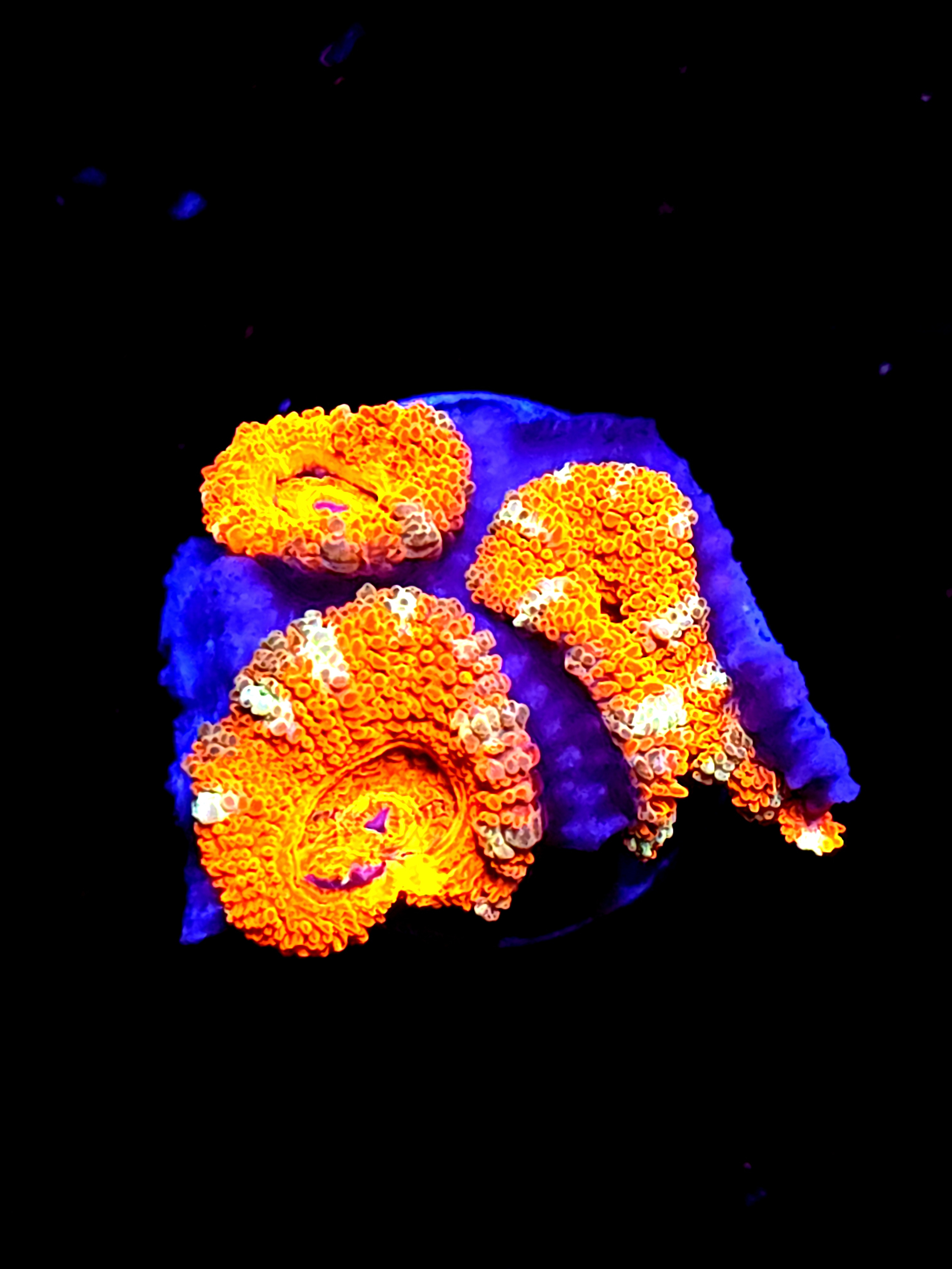 SBB "Lava Bloom" Acan 2+ Heads