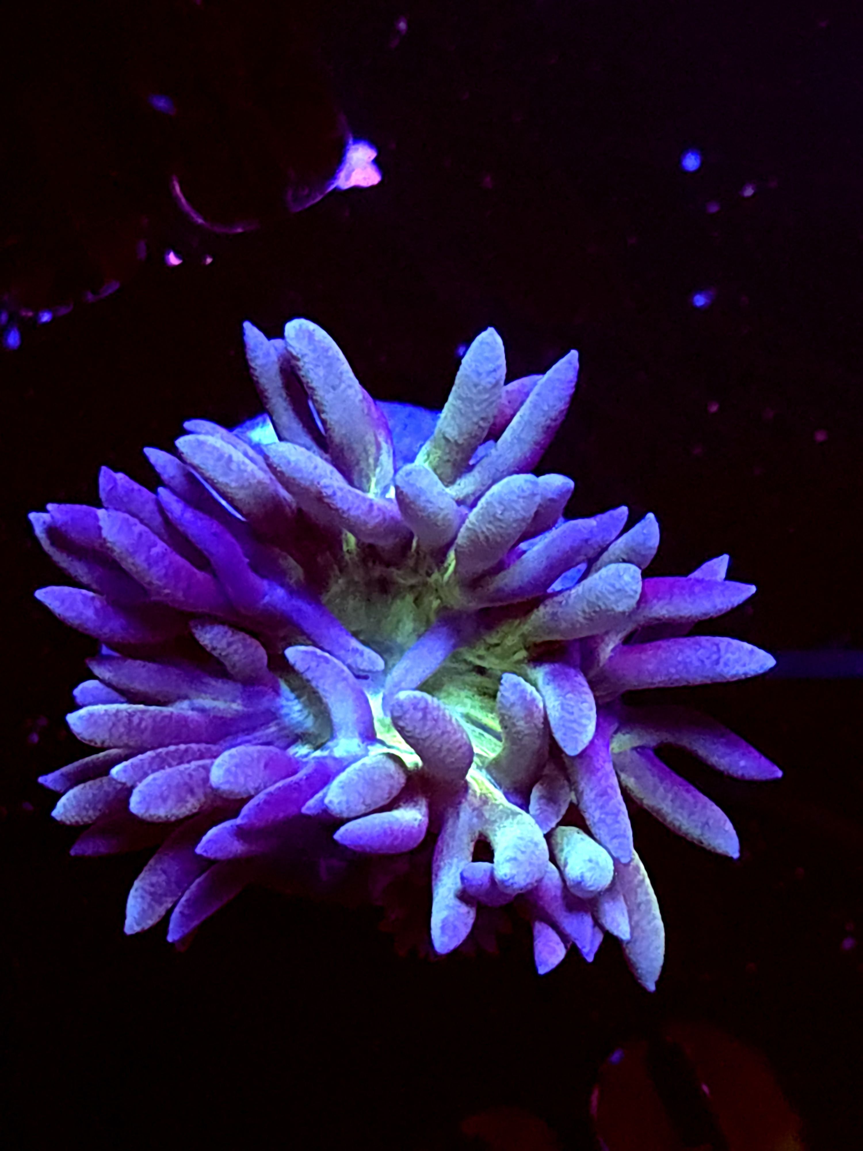 SBB "Duncan Coral" 1 Head