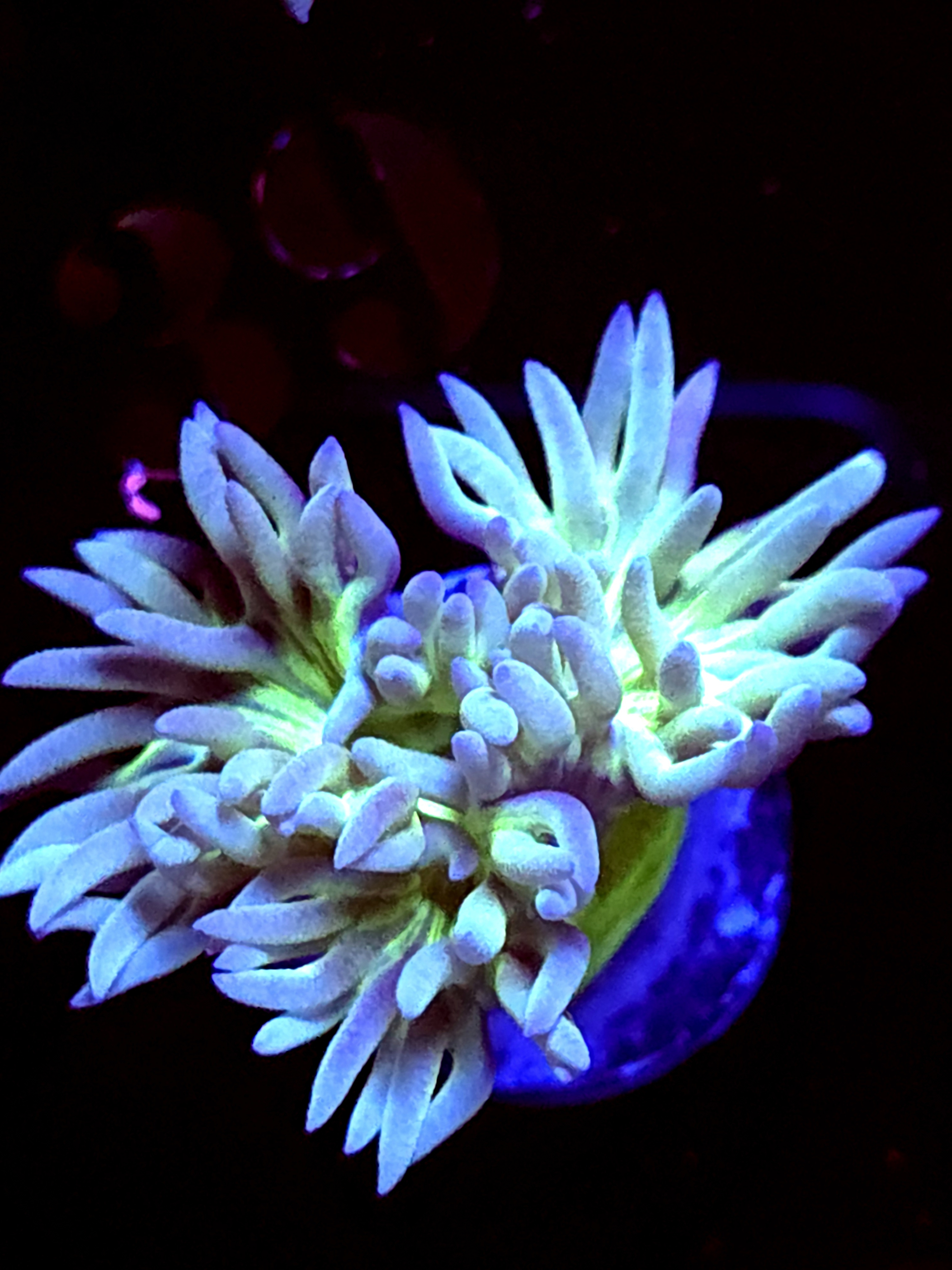 SBB "Duncan Coral" 1 Head