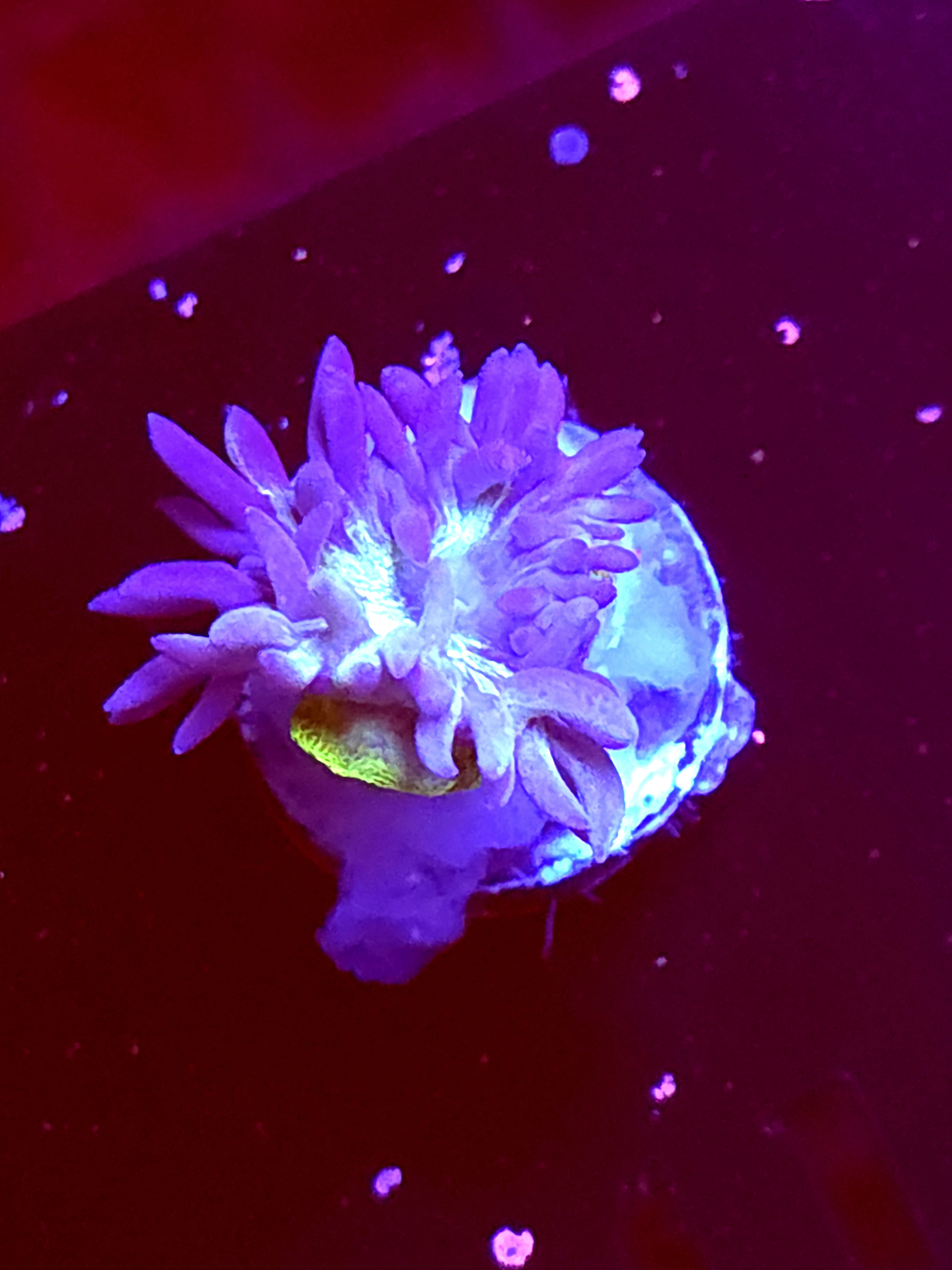 SBB "Duncan Coral" 1 Head