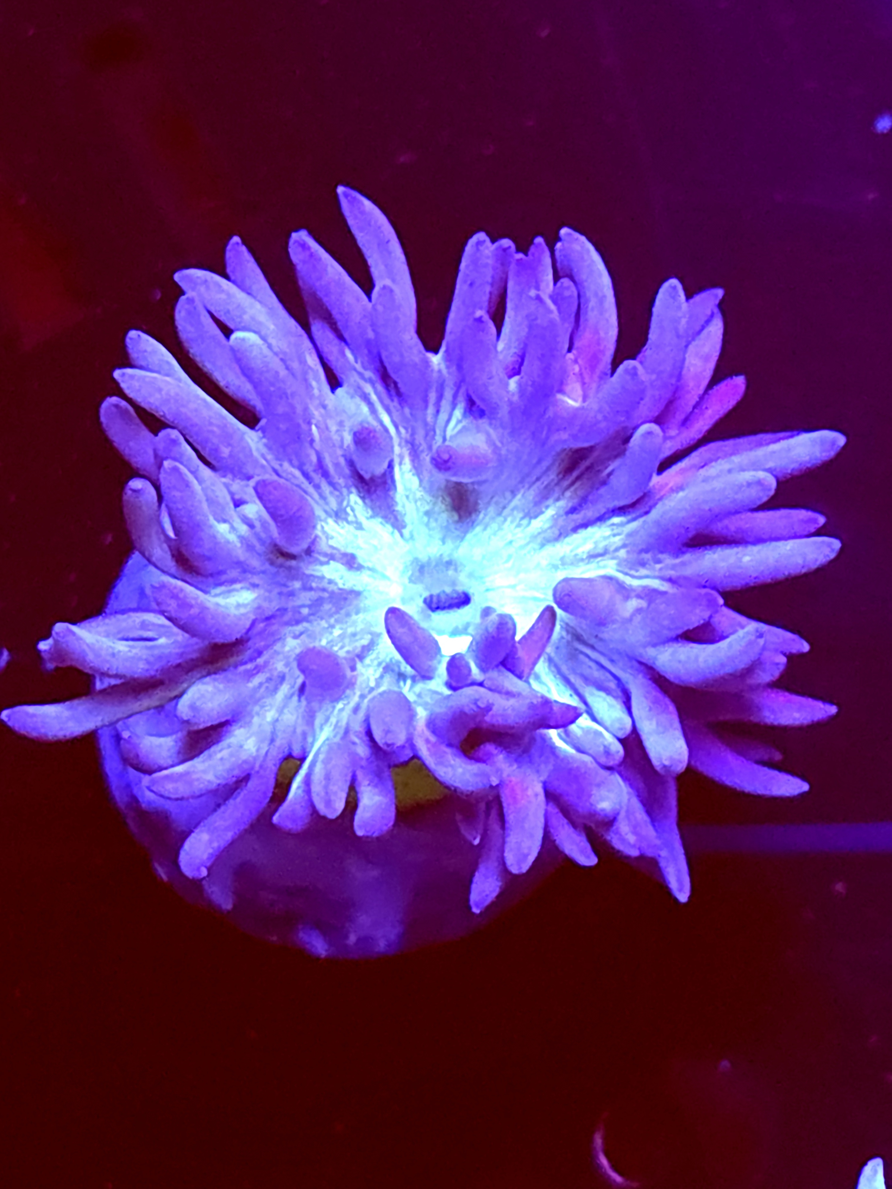 SBB "Duncan Coral" 1 Head