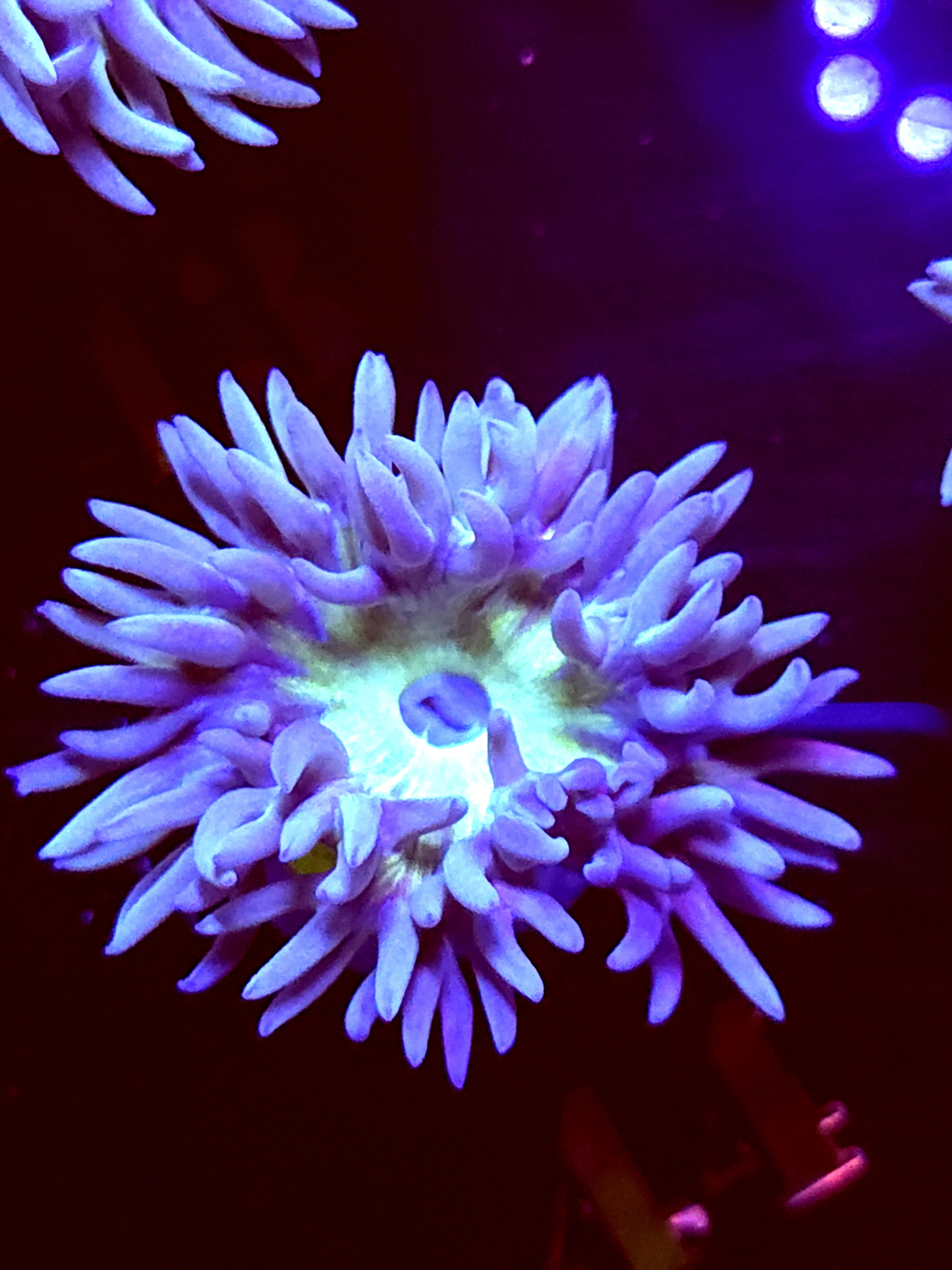 SBB "Duncan Coral" 1 Head