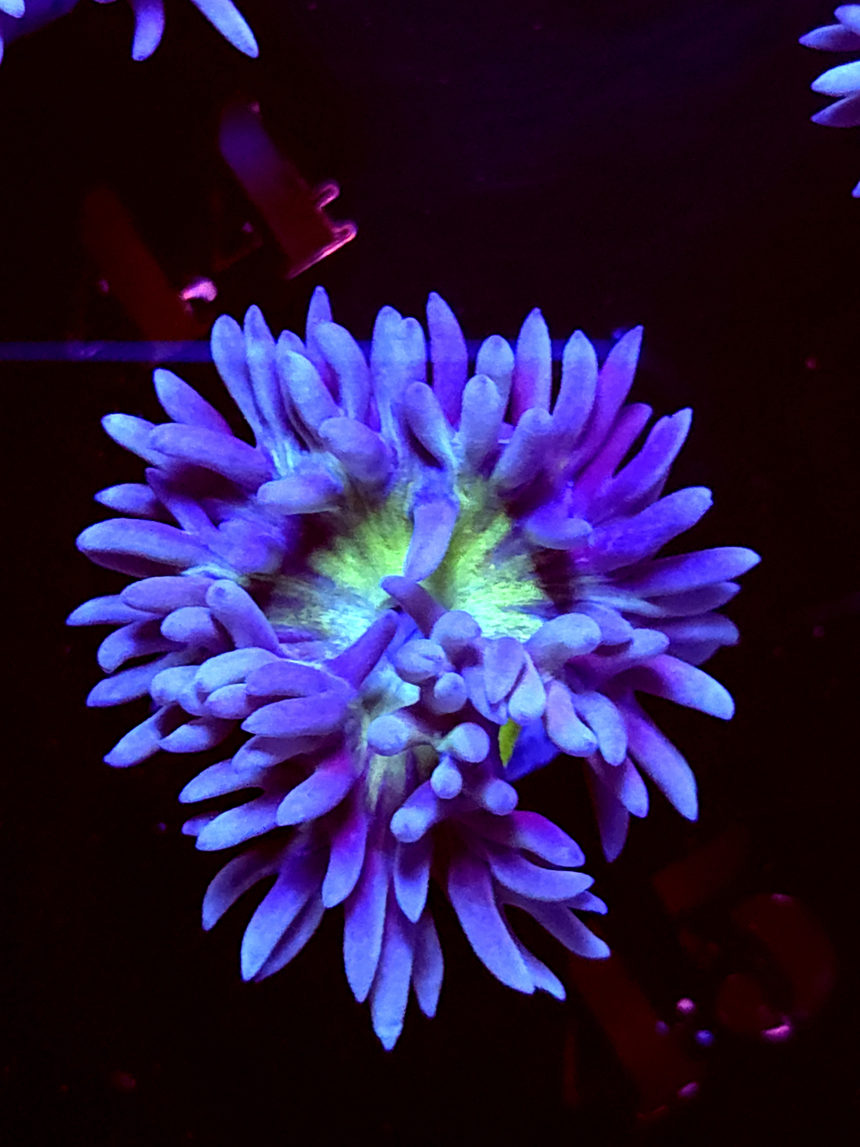 SBB "Duncan Coral" 1 Head