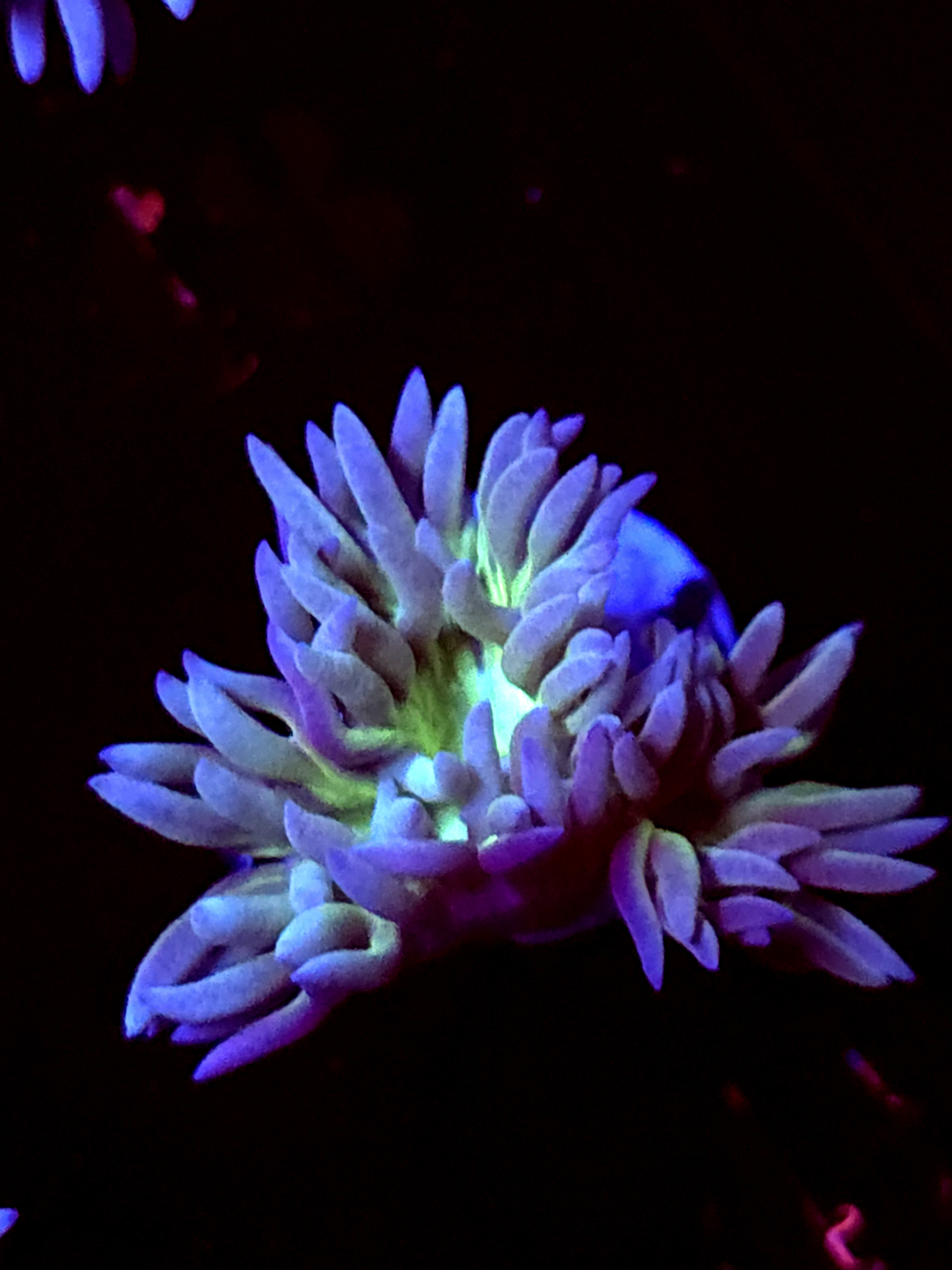 SBB "Duncan Coral" 1 Head