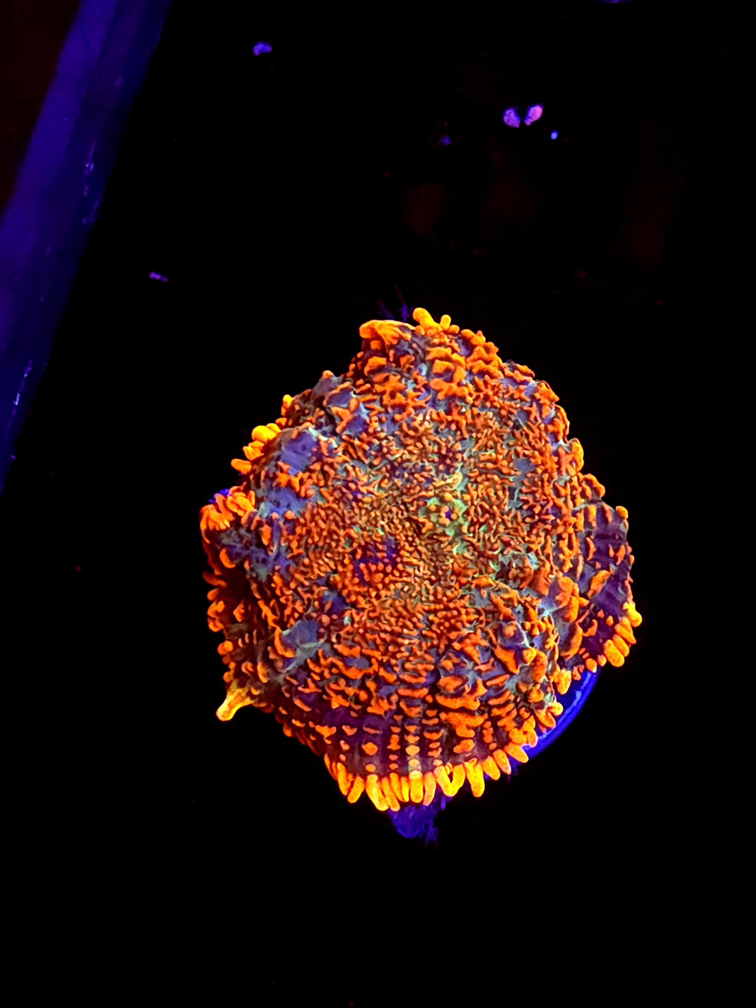 SBB "He Man" Mushroom Medium