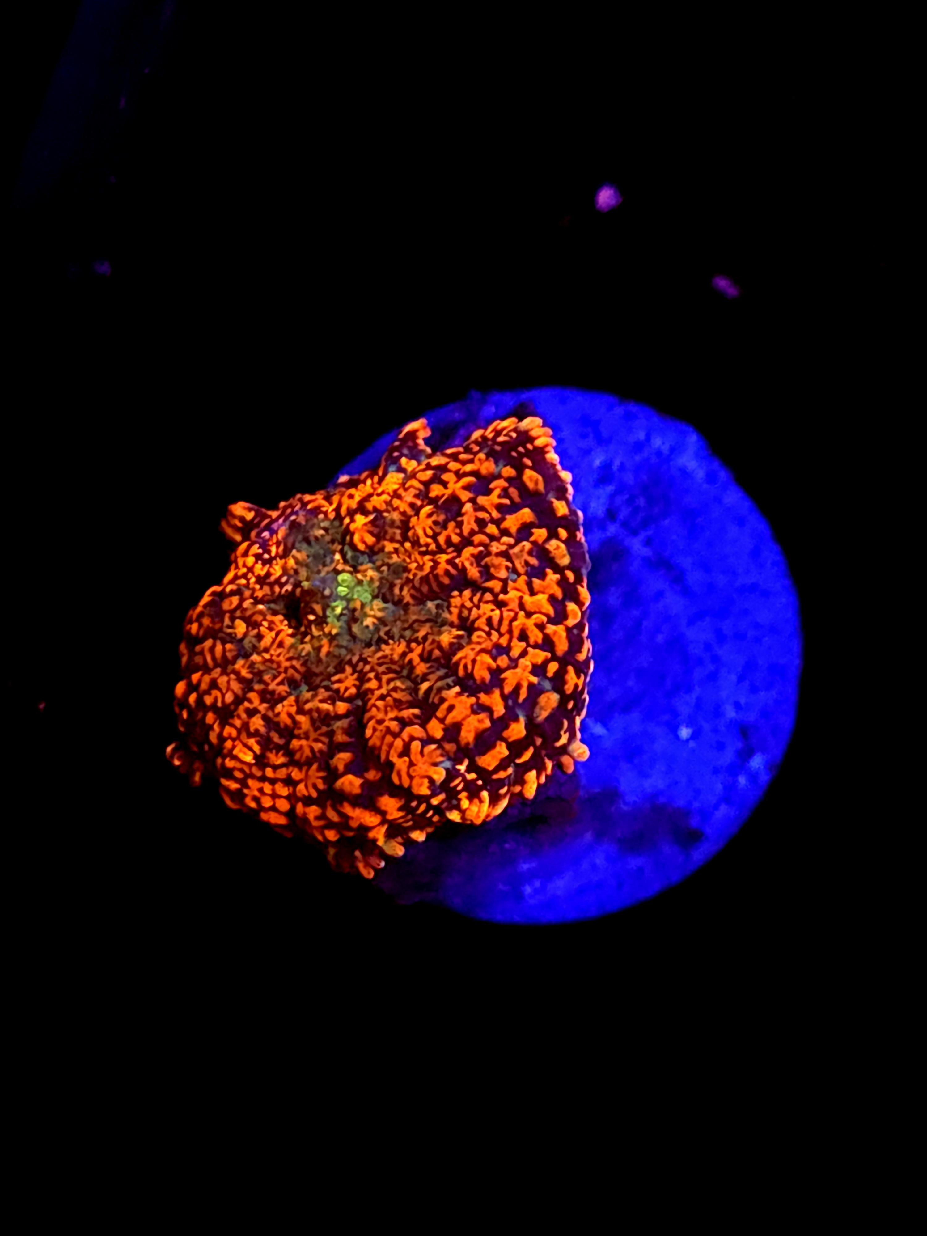 SBB "Mystery Signature" Mushroom Small