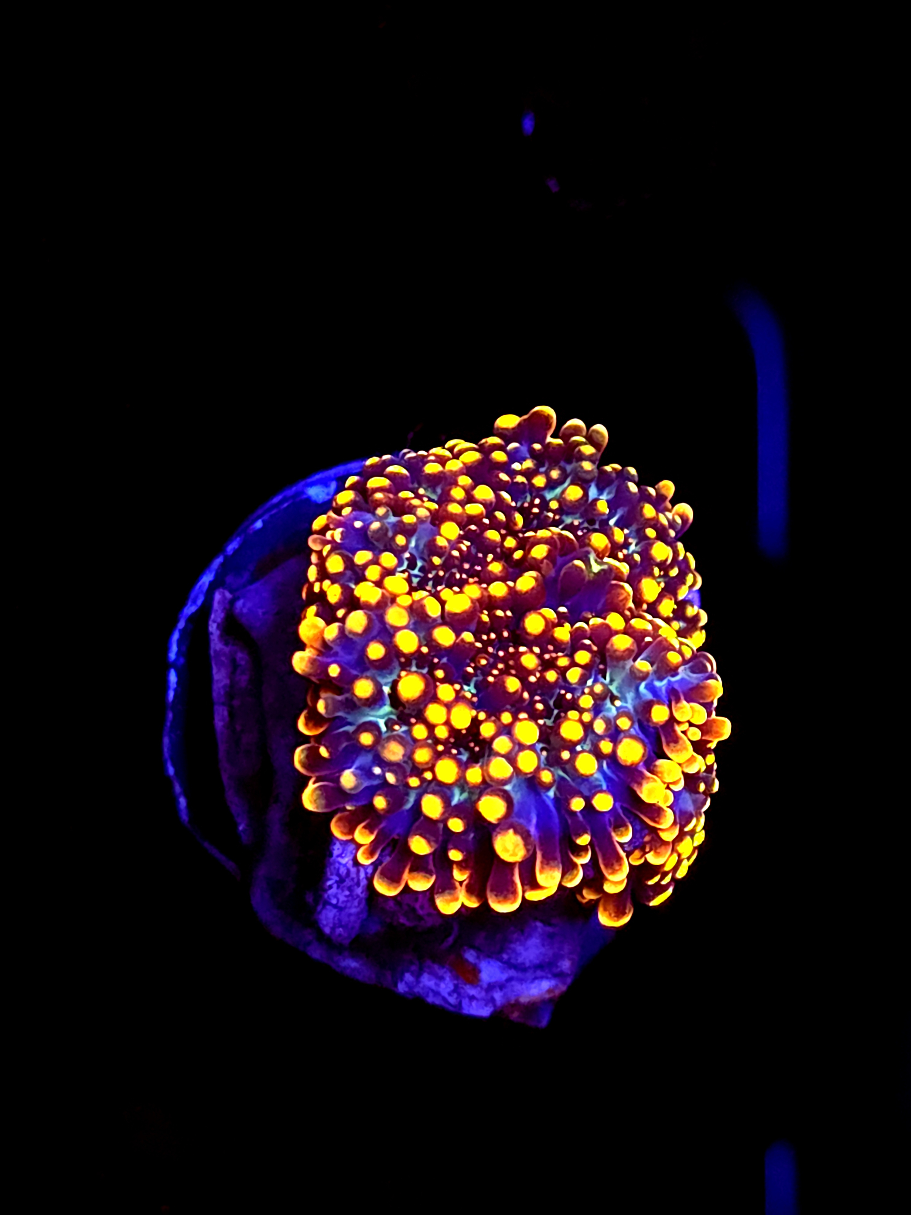 SBB "King Kong" Mushroom Medium