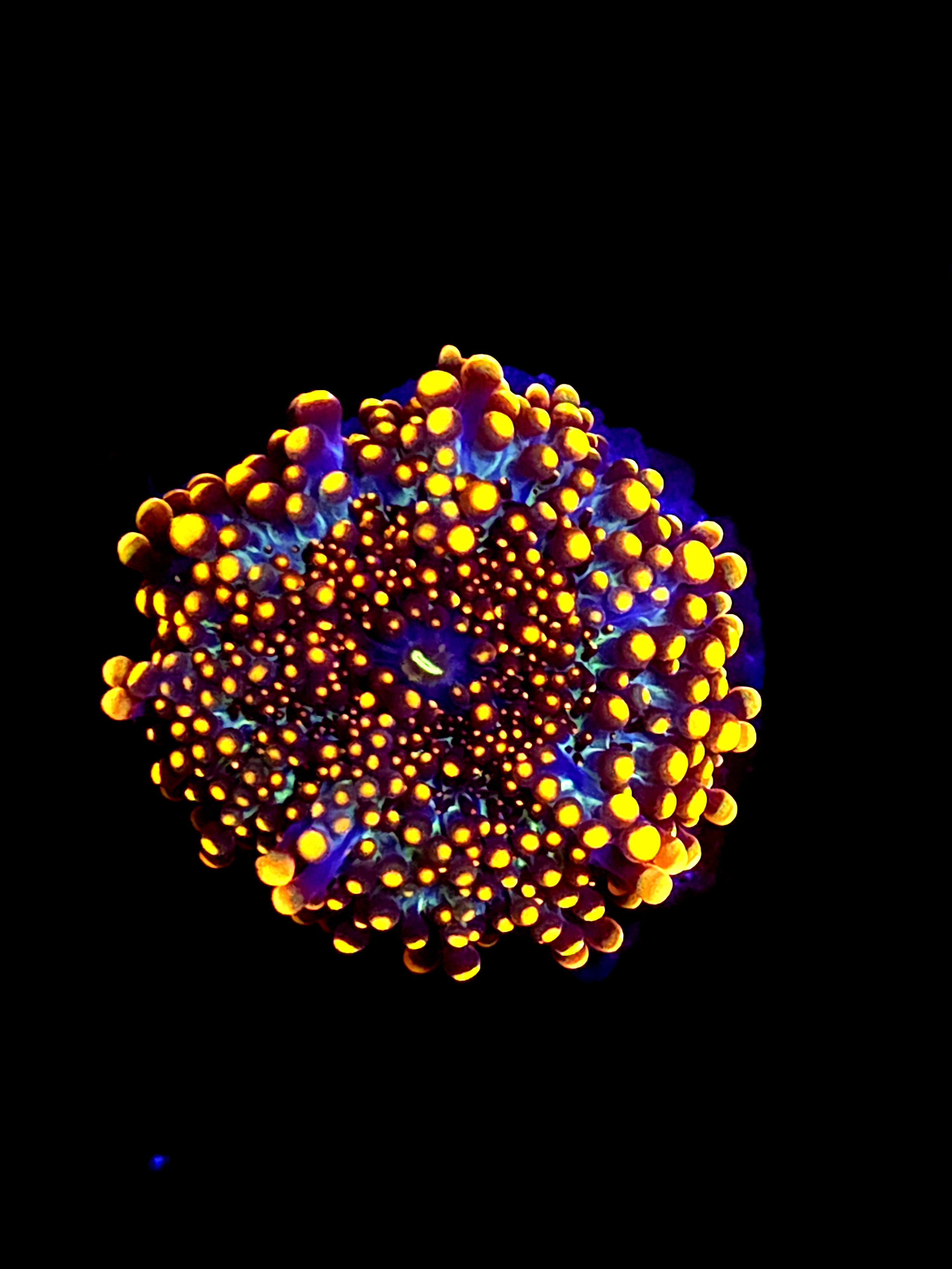 SBB "King Kong" Mushroom Medium