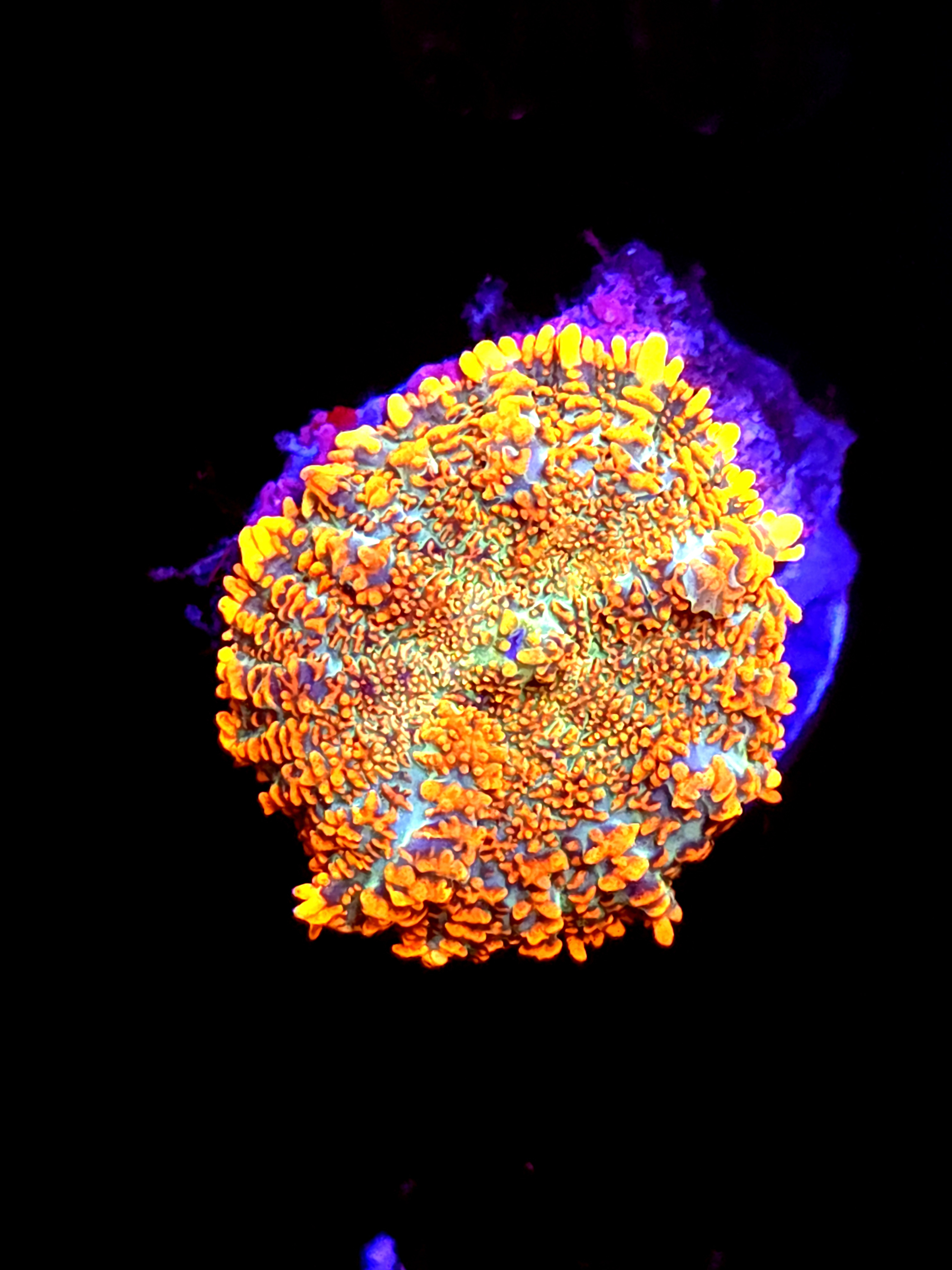 SBB "Mystery Signature" Mushroom Medium