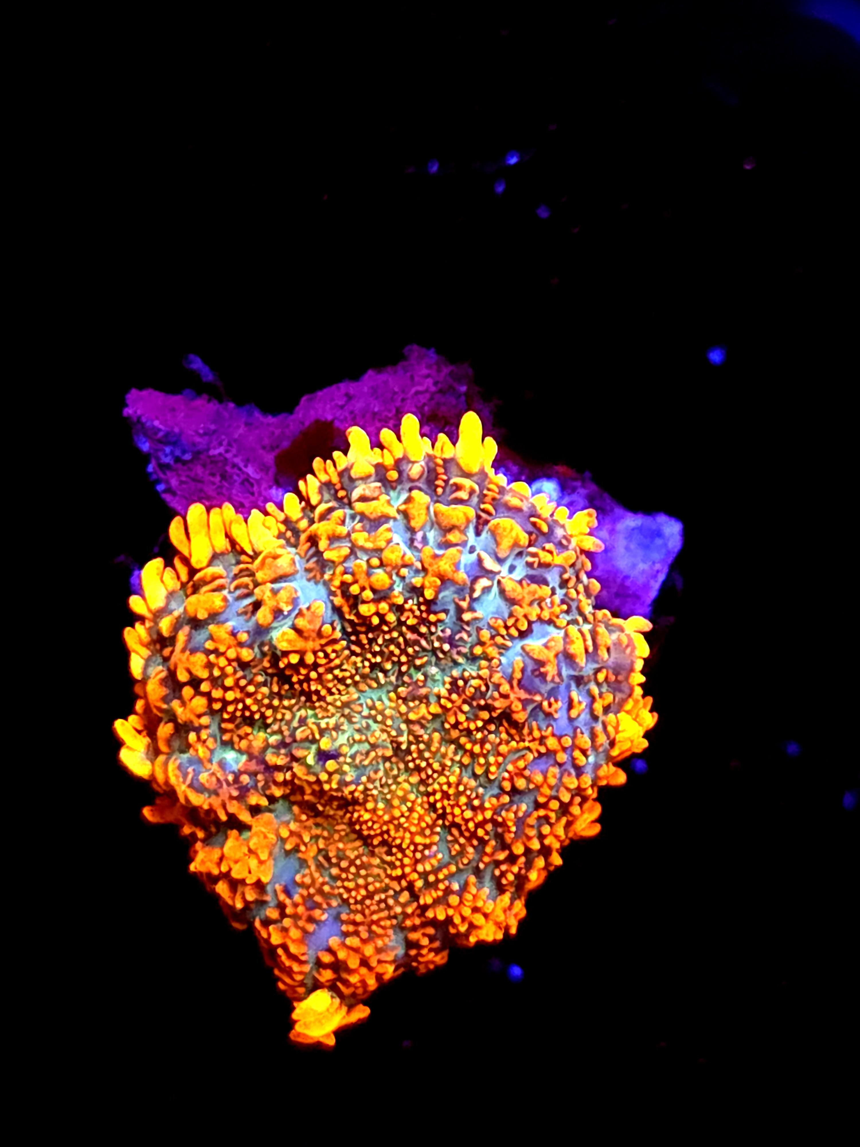 SBB "He Man" Mushroom Medium