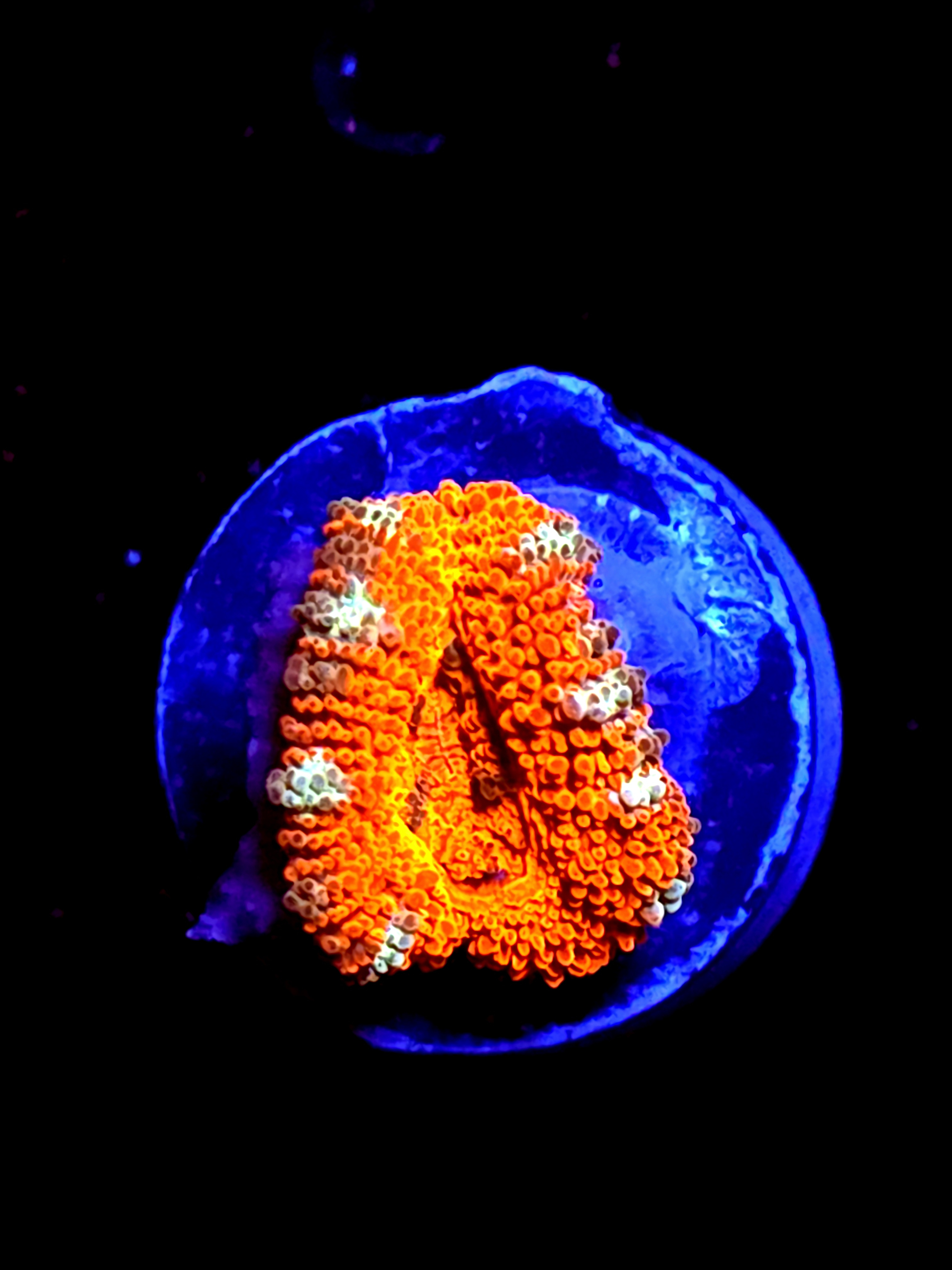 SBB " Lava Bloom" Acan 1 Head