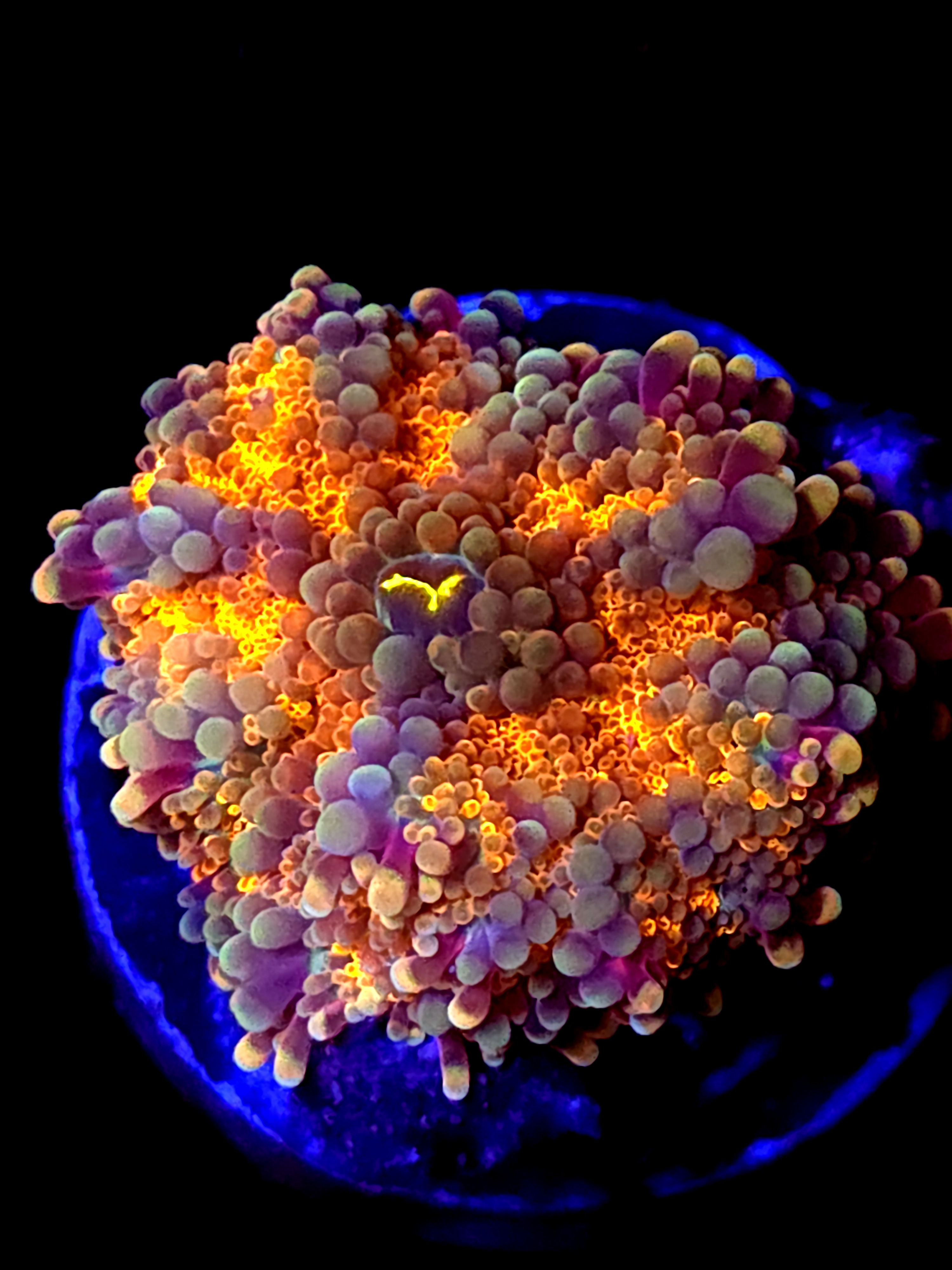 SBB "Mystery Signature" Mushroom Medium