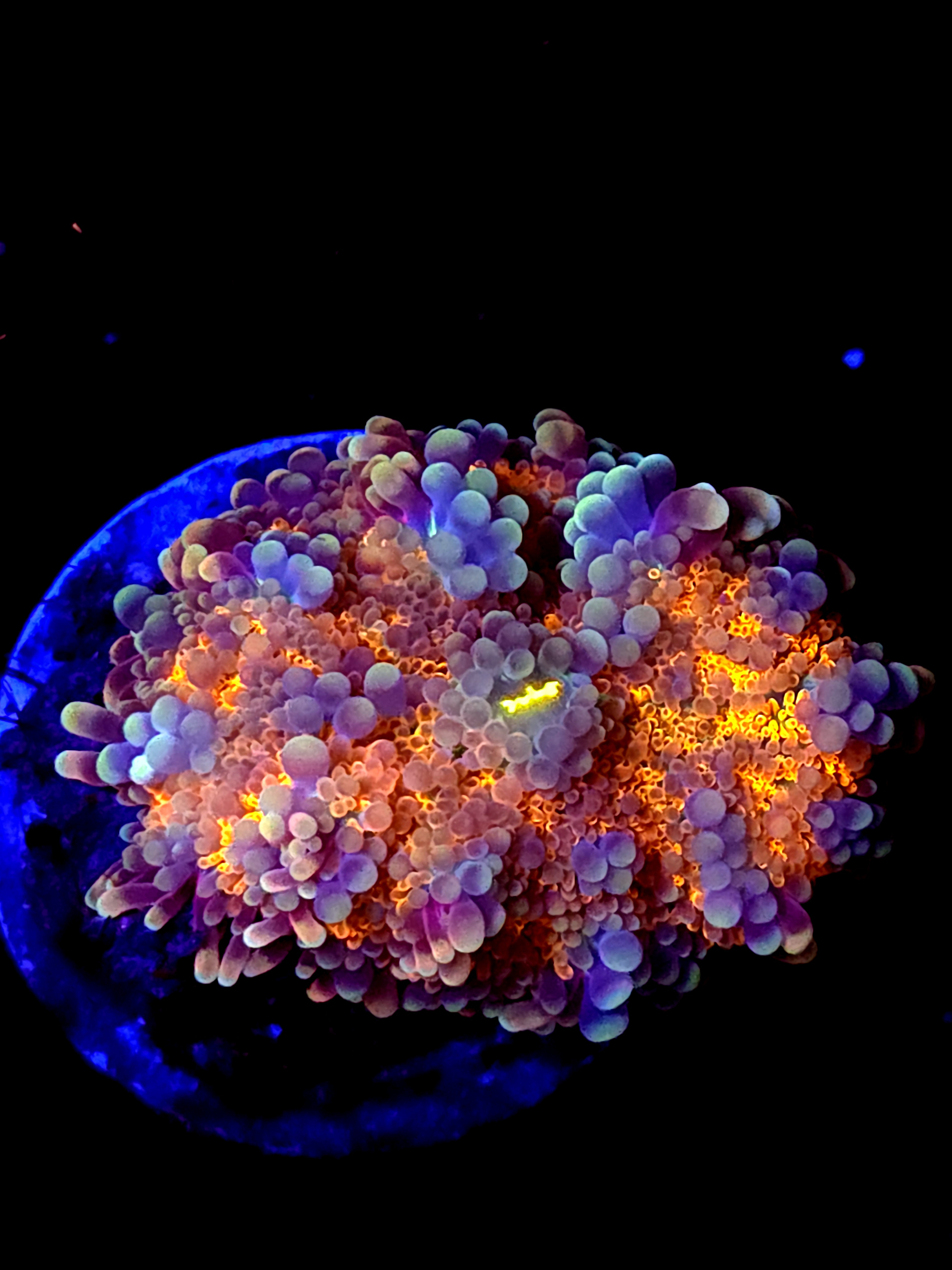 SBB "Orange Burst" Mushroom Large