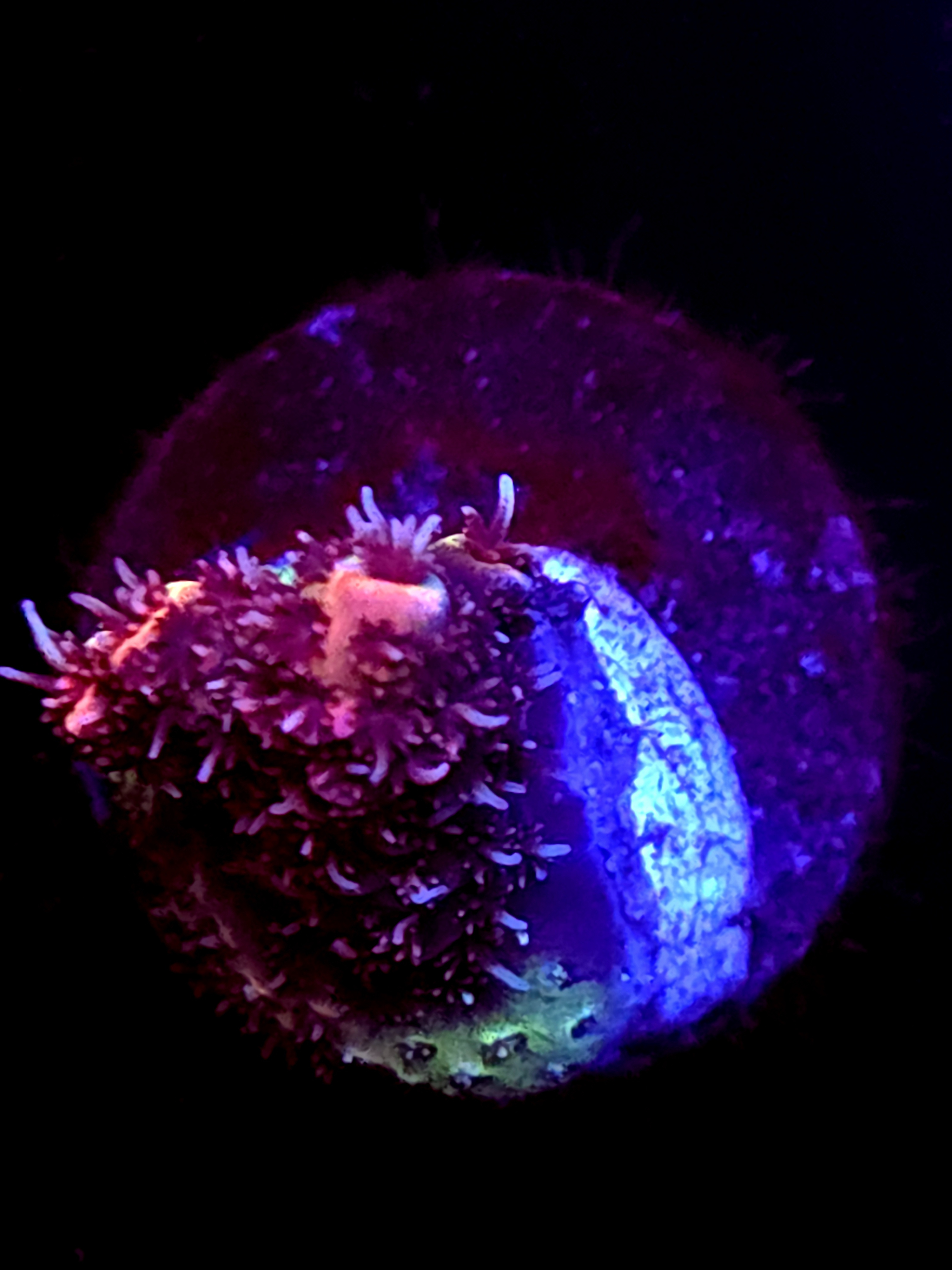 SBB "Red Vortex" Acro Small Crusty