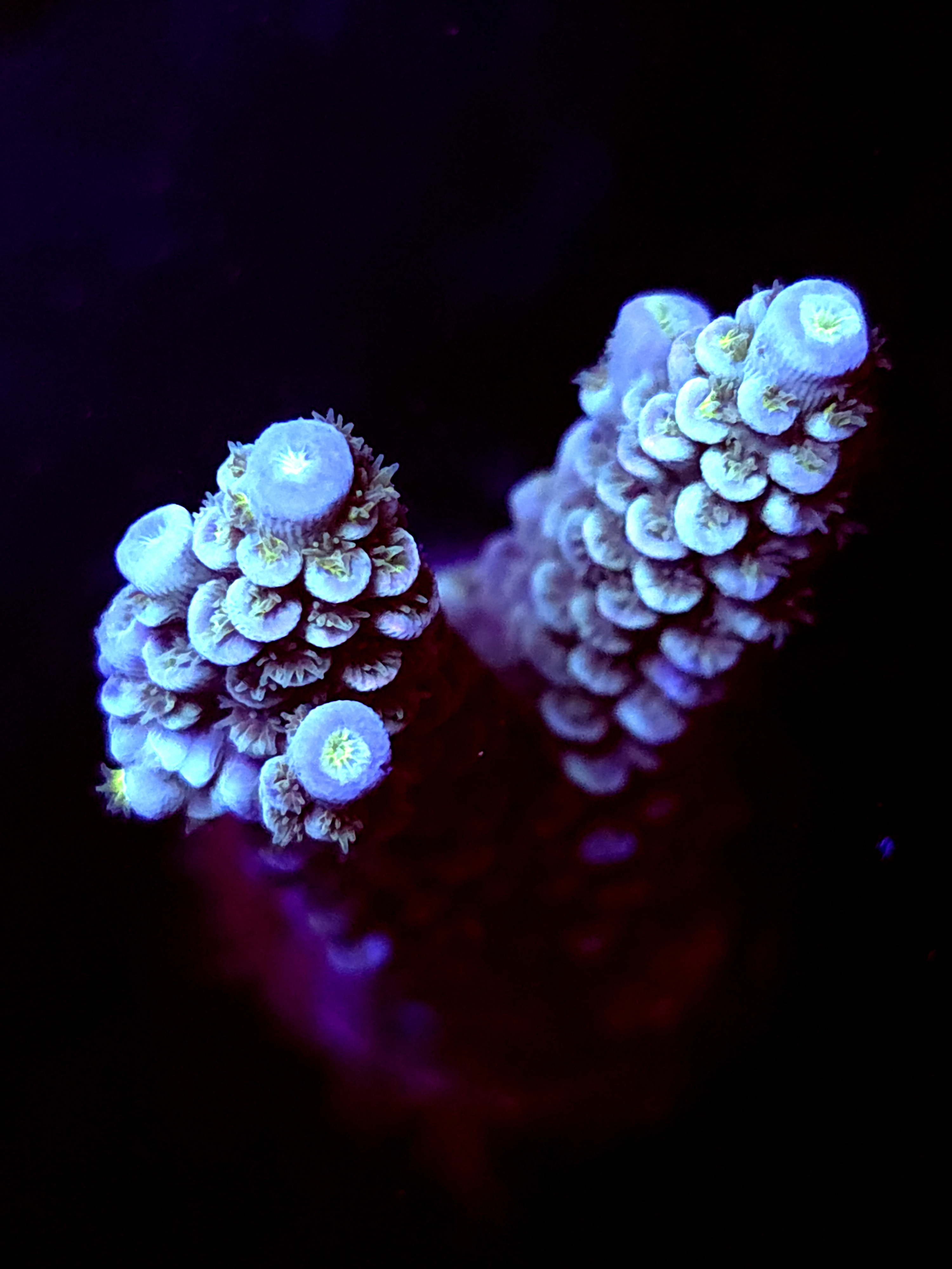 SBB "Ruby Unicorn" Acro Large 2 Branch